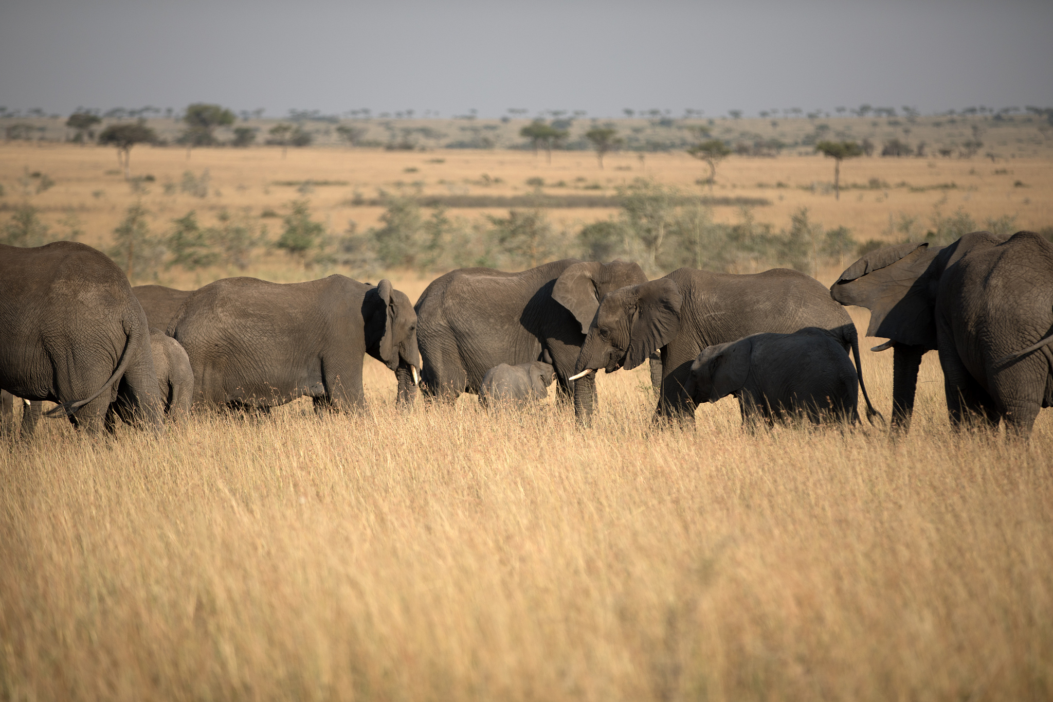 an elephant herd in tanzania
