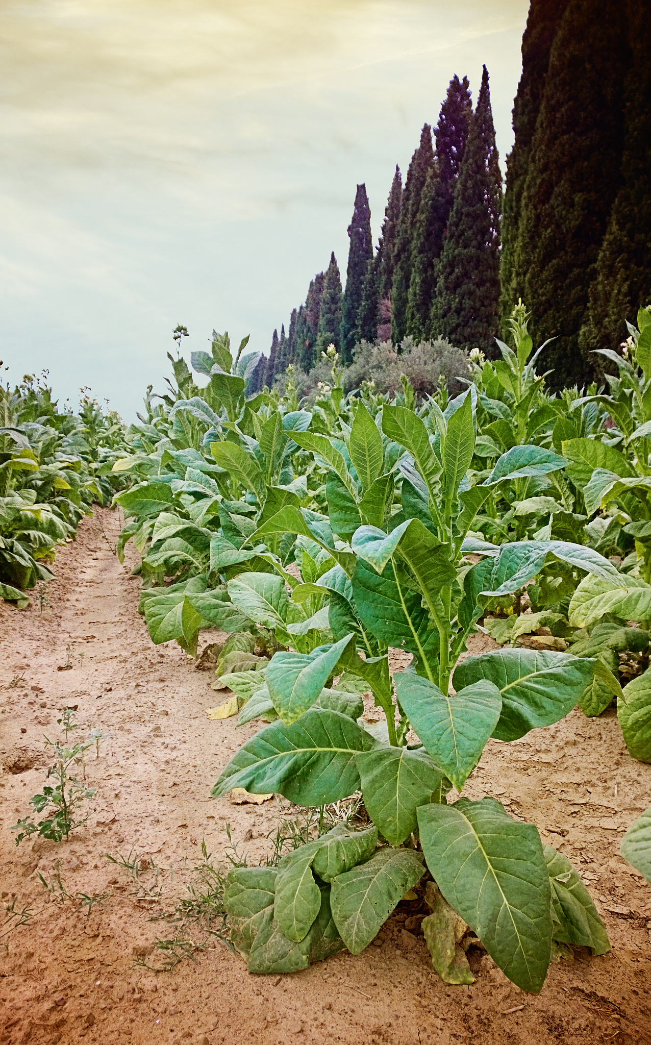 field of tobacco
