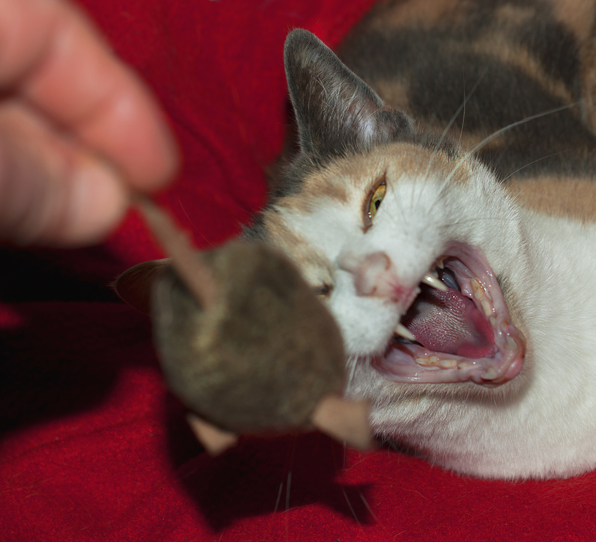 猫咪误食氯化胆碱？3大中毒阶段+4步急救指南，兽医紧急提醒