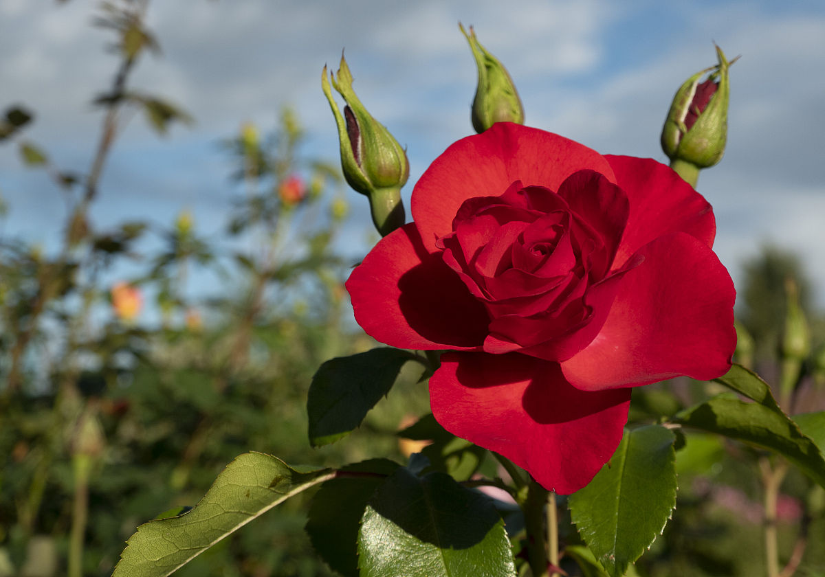 抖音女装直播直播主题怎么写