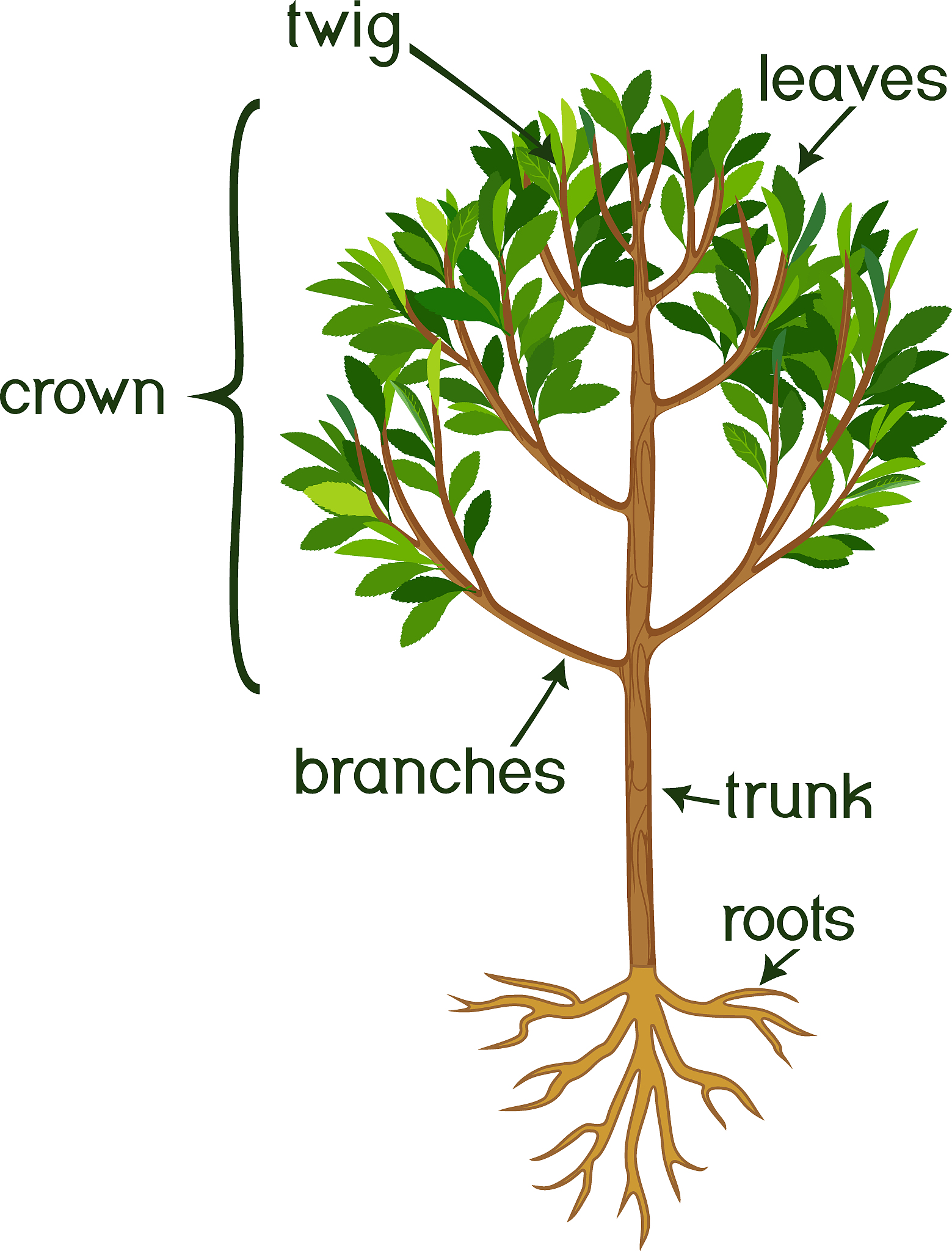 PHOTOSYNTHETICA期刊: 光合作用研究领先刊物