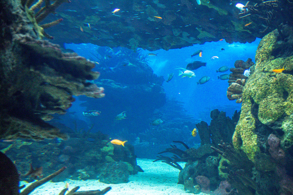 水族科学与技术专科就业前景好不好？