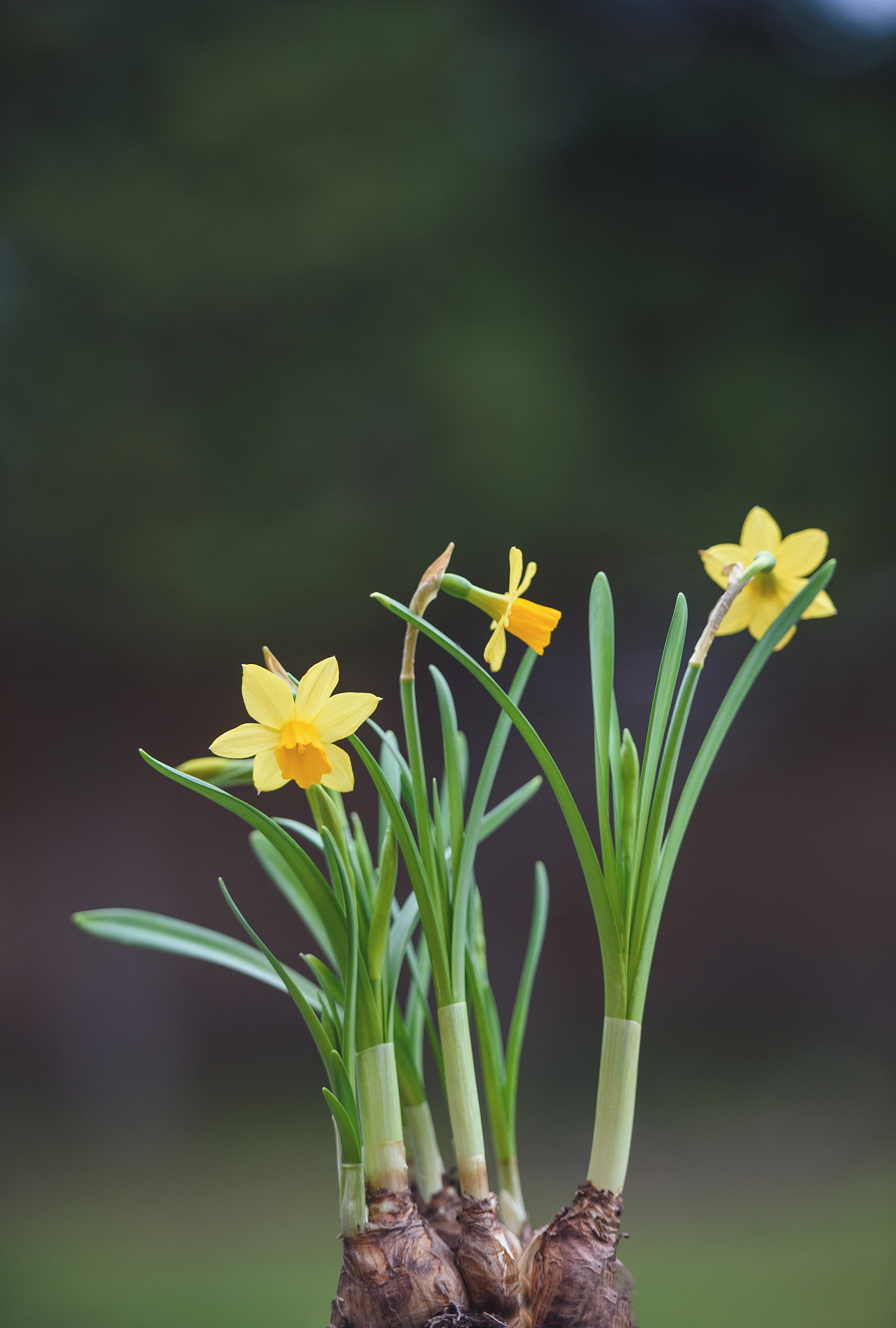 水仙花开完花后怎么处理？延长花期就靠这几点！