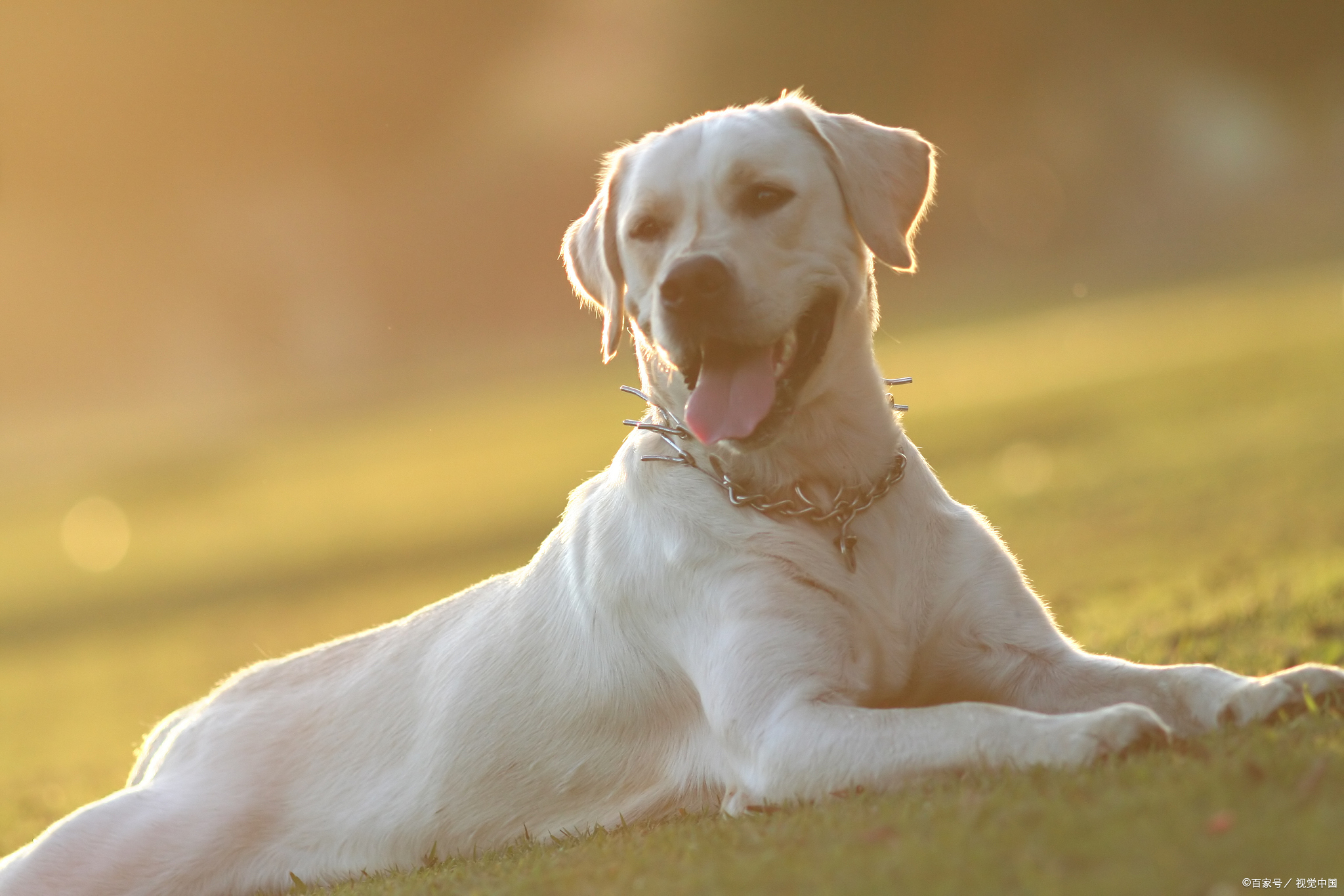 狗狗缺钙怎么办？宠物主人快来看这篇实用补钙指南！