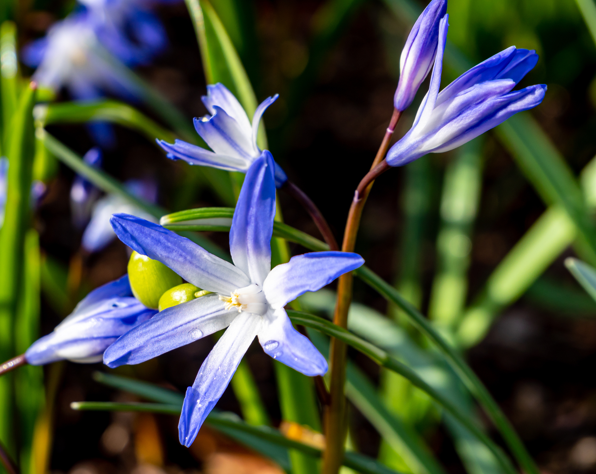 common star hyacinth chionodoxa luciliae blooms in spring