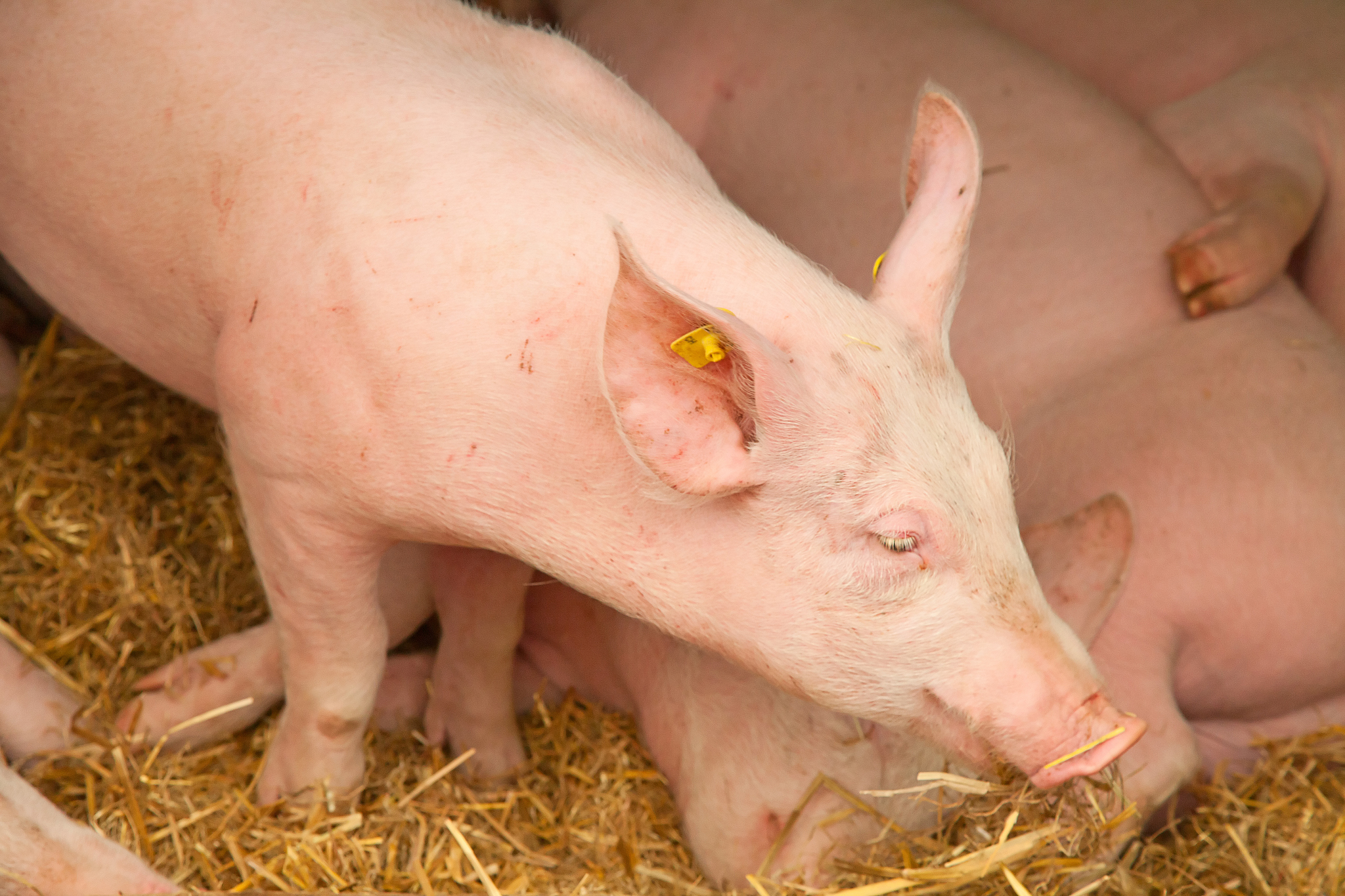 女人吃猪蛋的6大好处：营养、发育、抗贫血，还有这些！