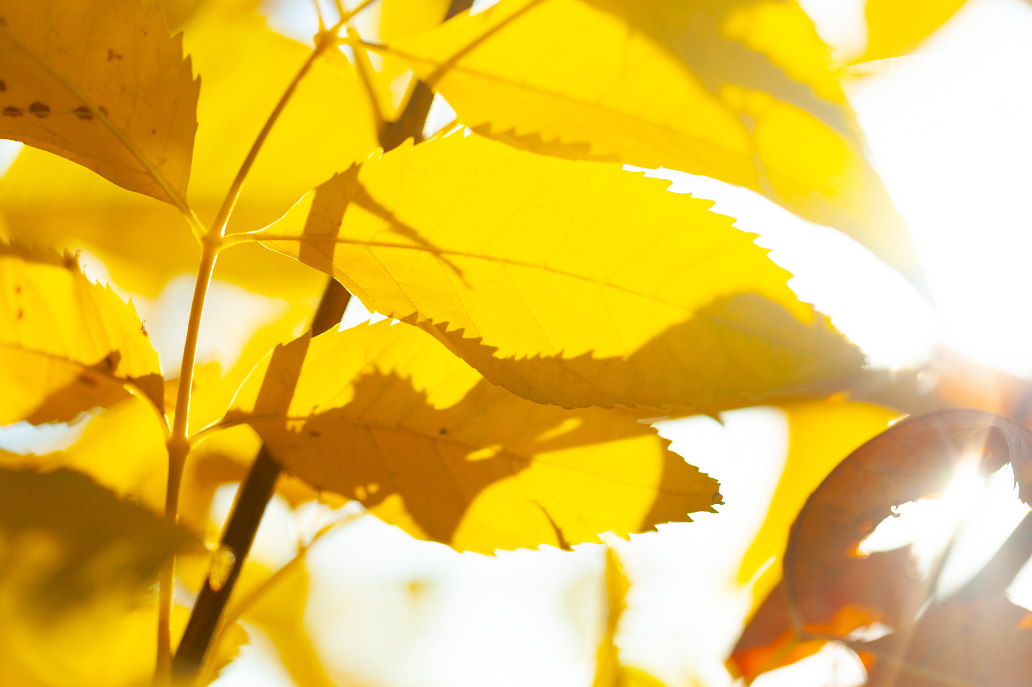 年年康银杏叶精降血脂效果怎么样？服用方法及用户评价