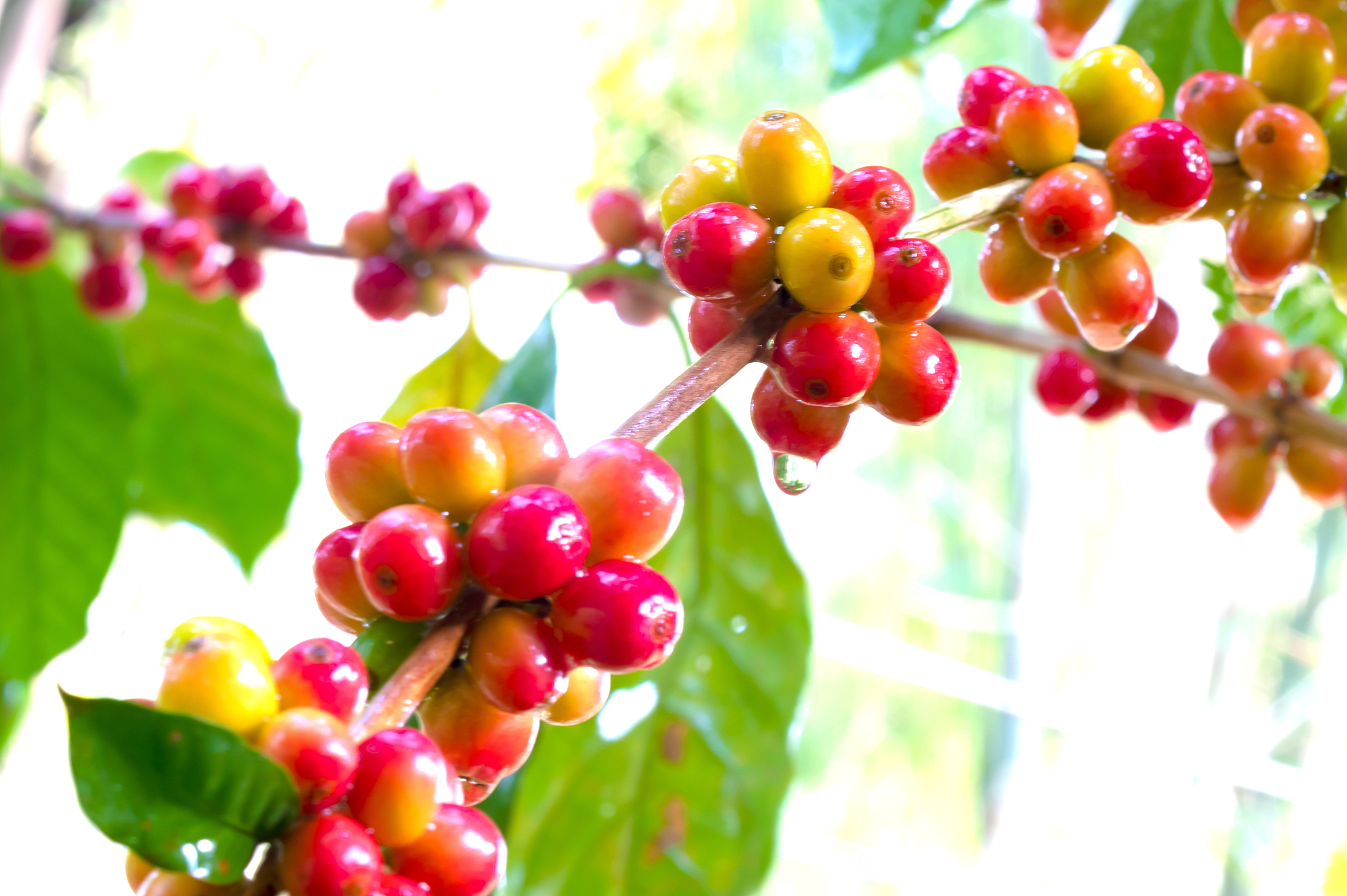 close up fresh organic red raw and ripe coffee cherry beans on t