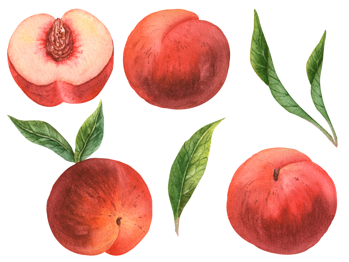 Plants-Basel 期刊：植物科学研究的综合平台