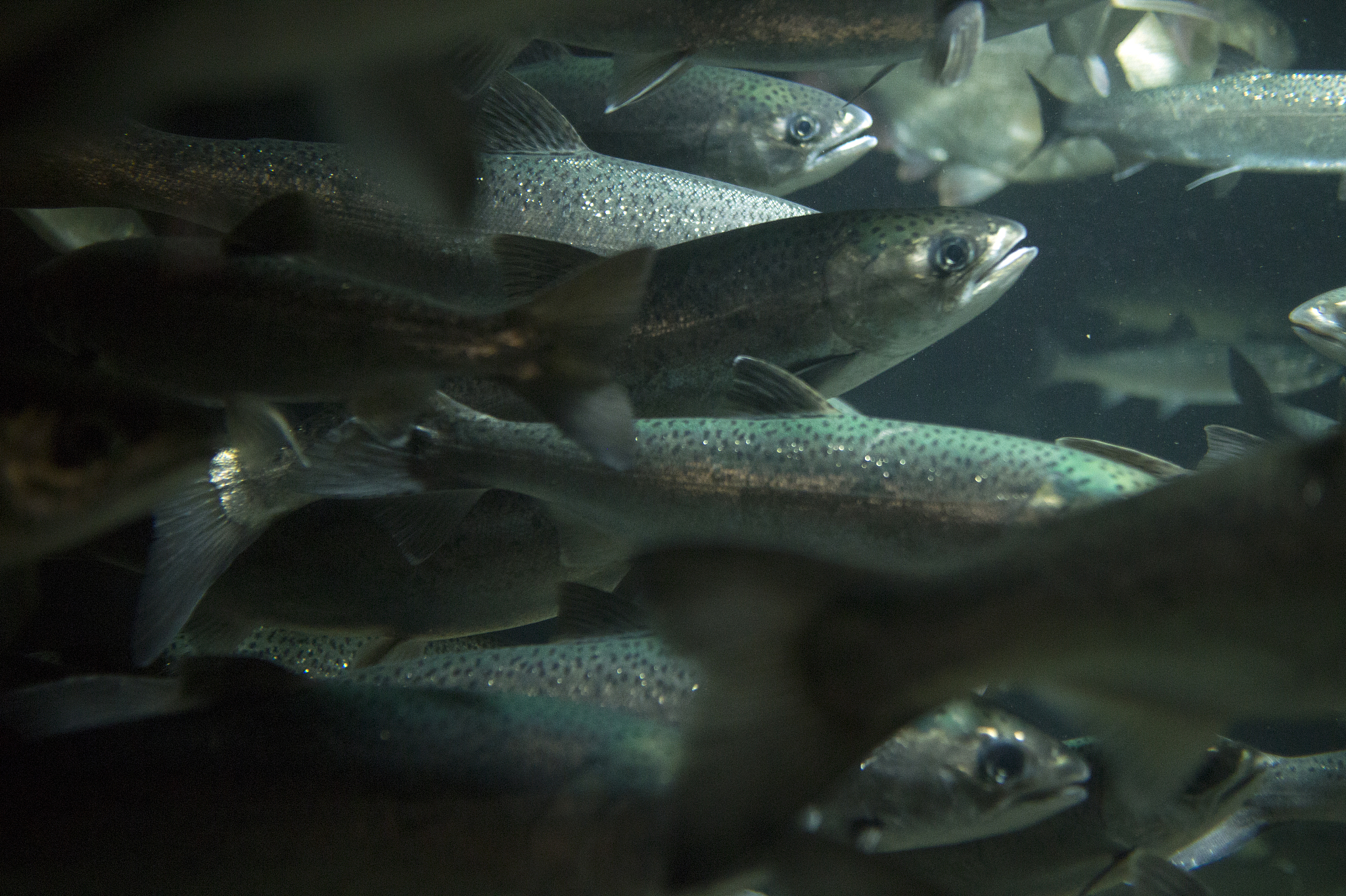 silver pacific salmon