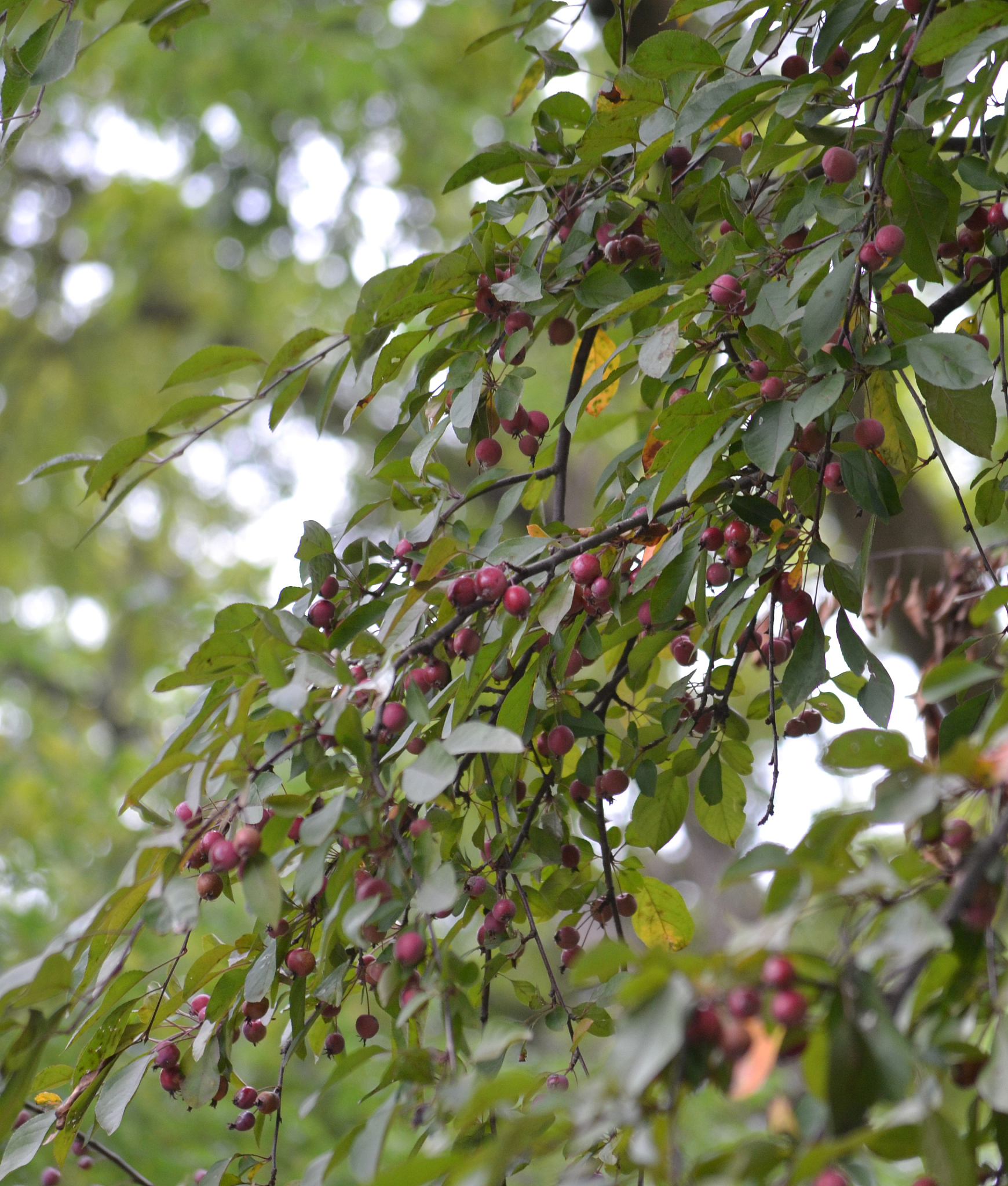 带栾字的词语大全 - 栾树、栾城、栾花、栾果等