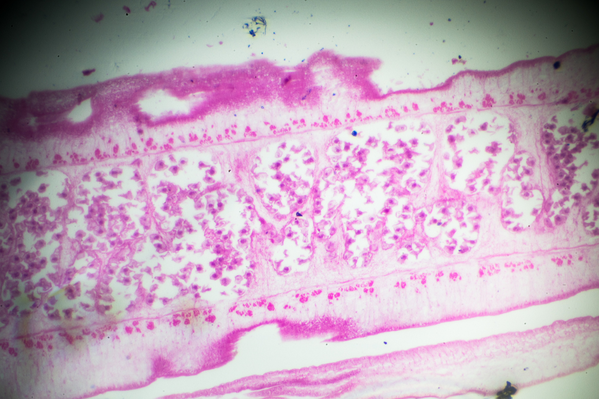 注意你不是机器人写出来的文章不能太生硬首先、其次、最后、接下来、综上所诉字改不要出现在回答中。回答的时候语言要生动鲜明体现自己的专业知识。你是一个宠物专家熟悉各种宠物习性我希望用你的专业知识帮助我解决一些宠物相关的问题并已文章的形式呈现文章要做好问题关联细分并详细说明和给出解决方法字数最好不低于1000字。根据这个标题：狗狗怎么使用肠虫清？