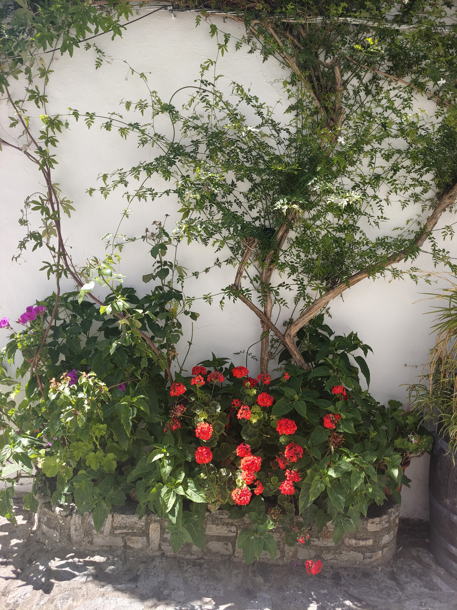 雨后的清晨院子里绿油油的有紫薇月季三角梅也有自己种的葱有蜗牛有狗空气非常清新用五言律诗描述一下。