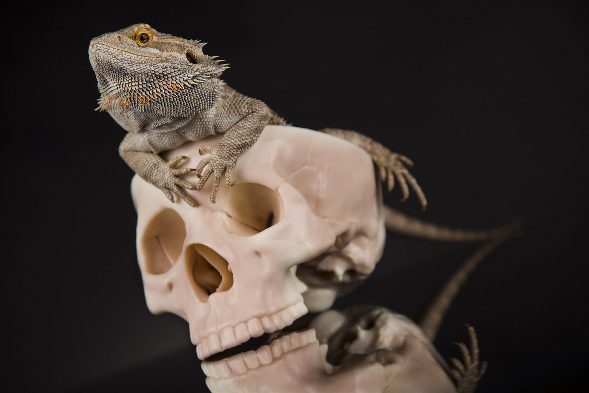 把下面一段话改写一下ZBrush是一款优秀的三维数字雕刻软件在面对复杂的生物角色建模时其独特的建模方式和丰富的细节表现能力获得了广泛的认可10。作为一款数字雕刻软件ZBrush软件提供了一系列丰富的ZBrush笔刷工具除了常规的Move移动、Standard标准笔刷之外该工具组内还为用户提供了不同质感的笔刷效果为模型的雕刻带来了极大的便利。在ZBrush内使用笔刷对模型进行大体结构和形状的雕刻。在