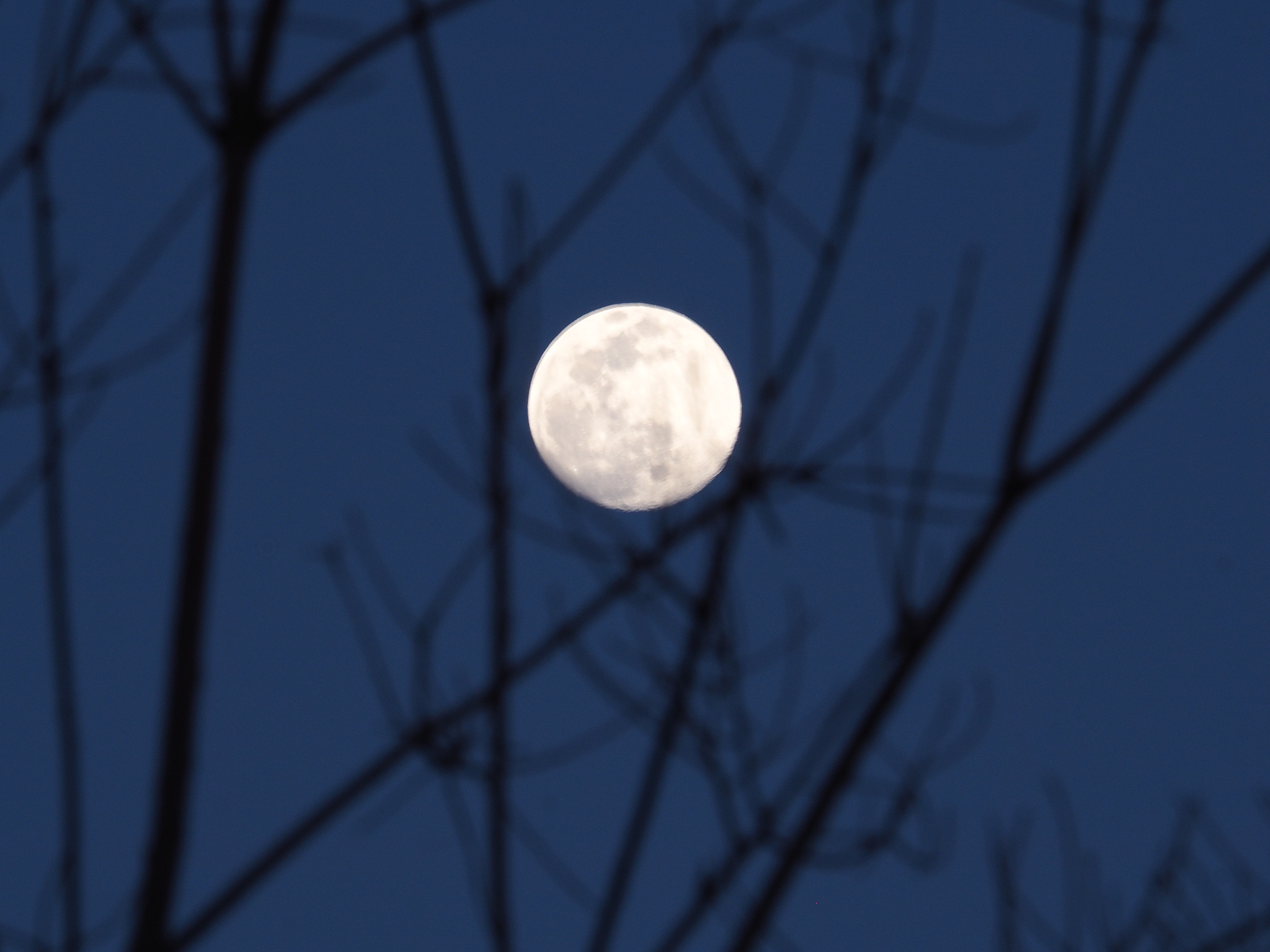 The Poet's Moonlight: A Vivid Description of Homesickness