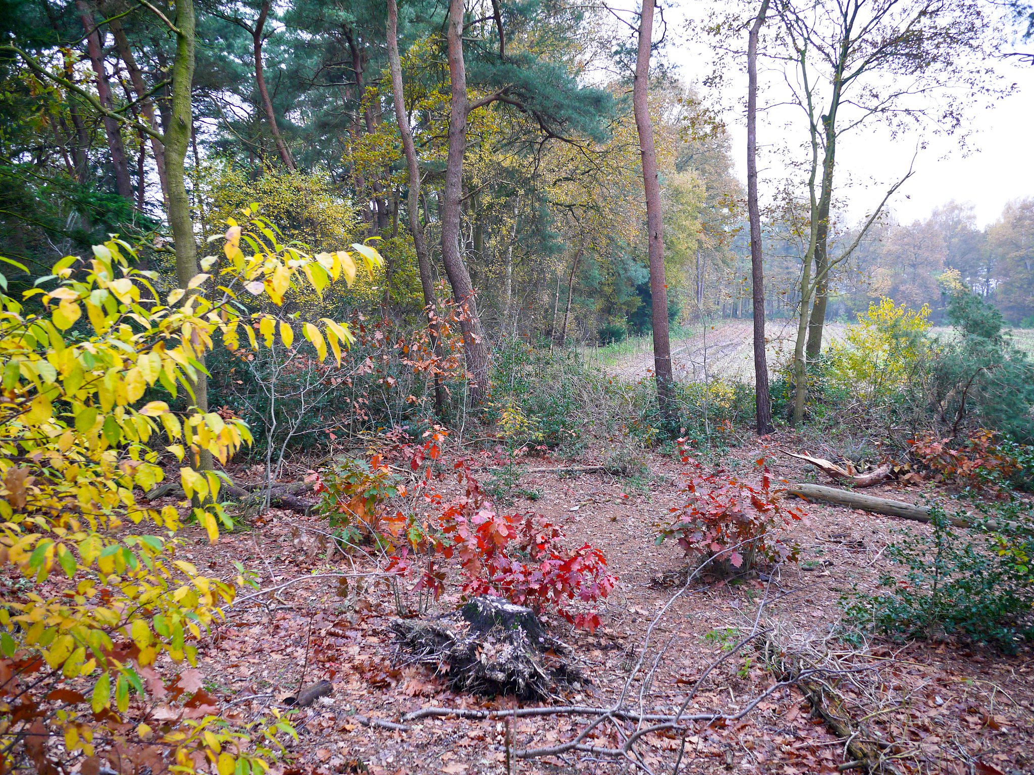 用中文写一篇英国、美国、意大利等国家的相关学者对于《彩叶树种在园林中的应用》的研究文献综述至少引用5篇最新文献主要内容进行论述请注明国外作者名称。