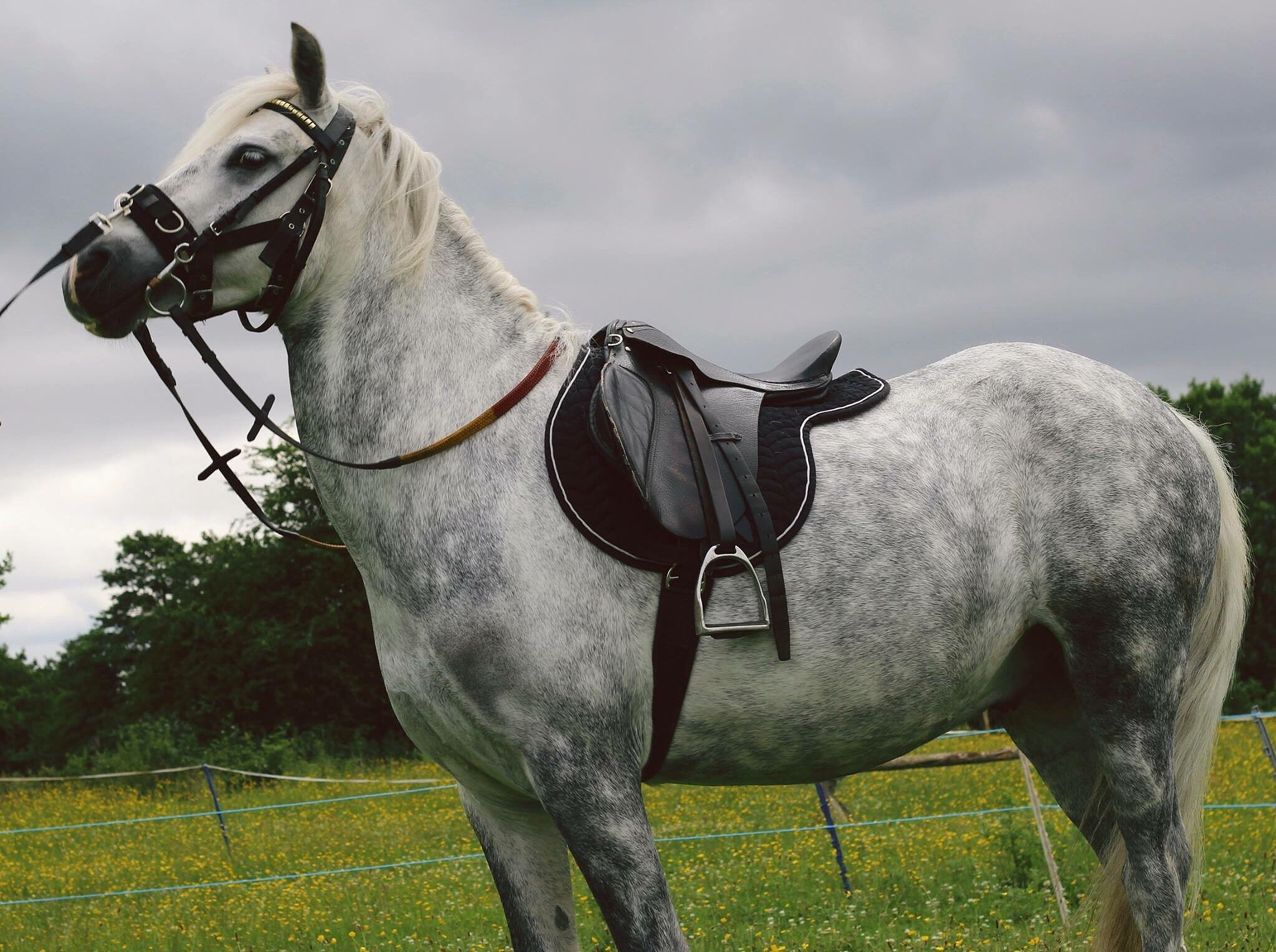 horse standing on field against sky