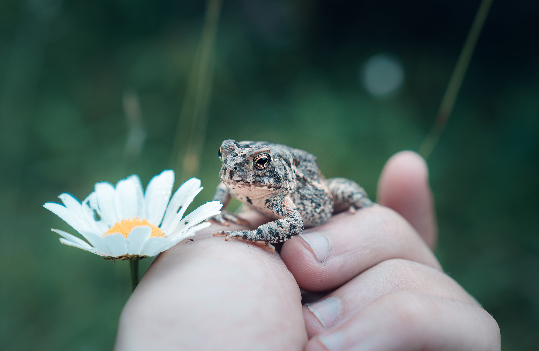城管管流动青蛙吗