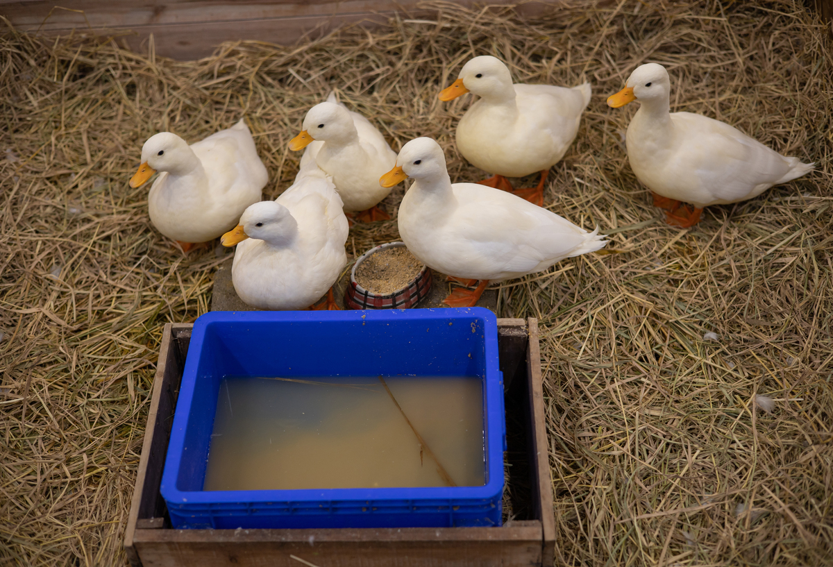 小鸭子危险期：前10天如何养护？