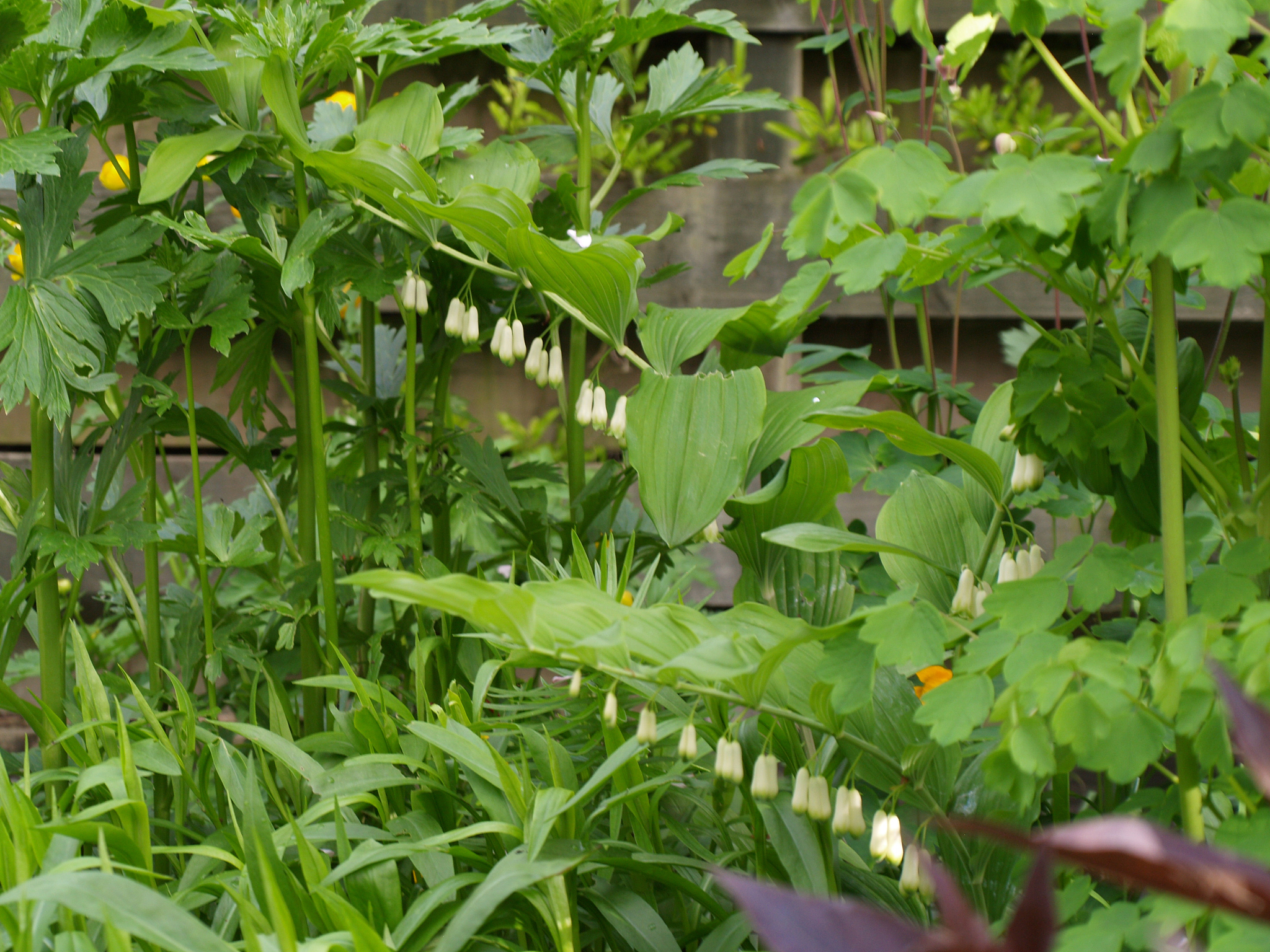 back garden, rear bed, polygonatum