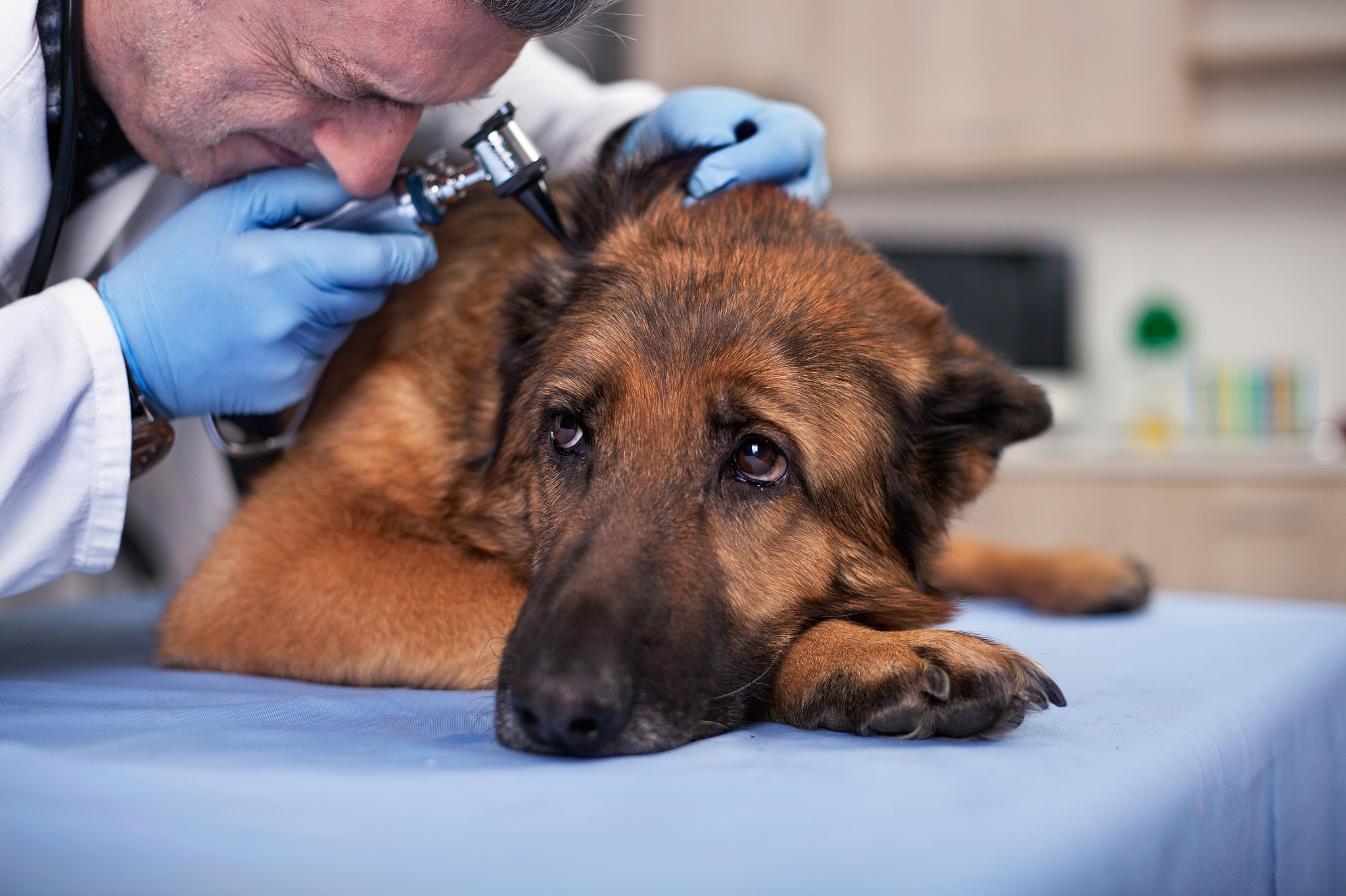 广西柳州畜牧兽医学校宠物养护与经营专业怎么样好就业吗