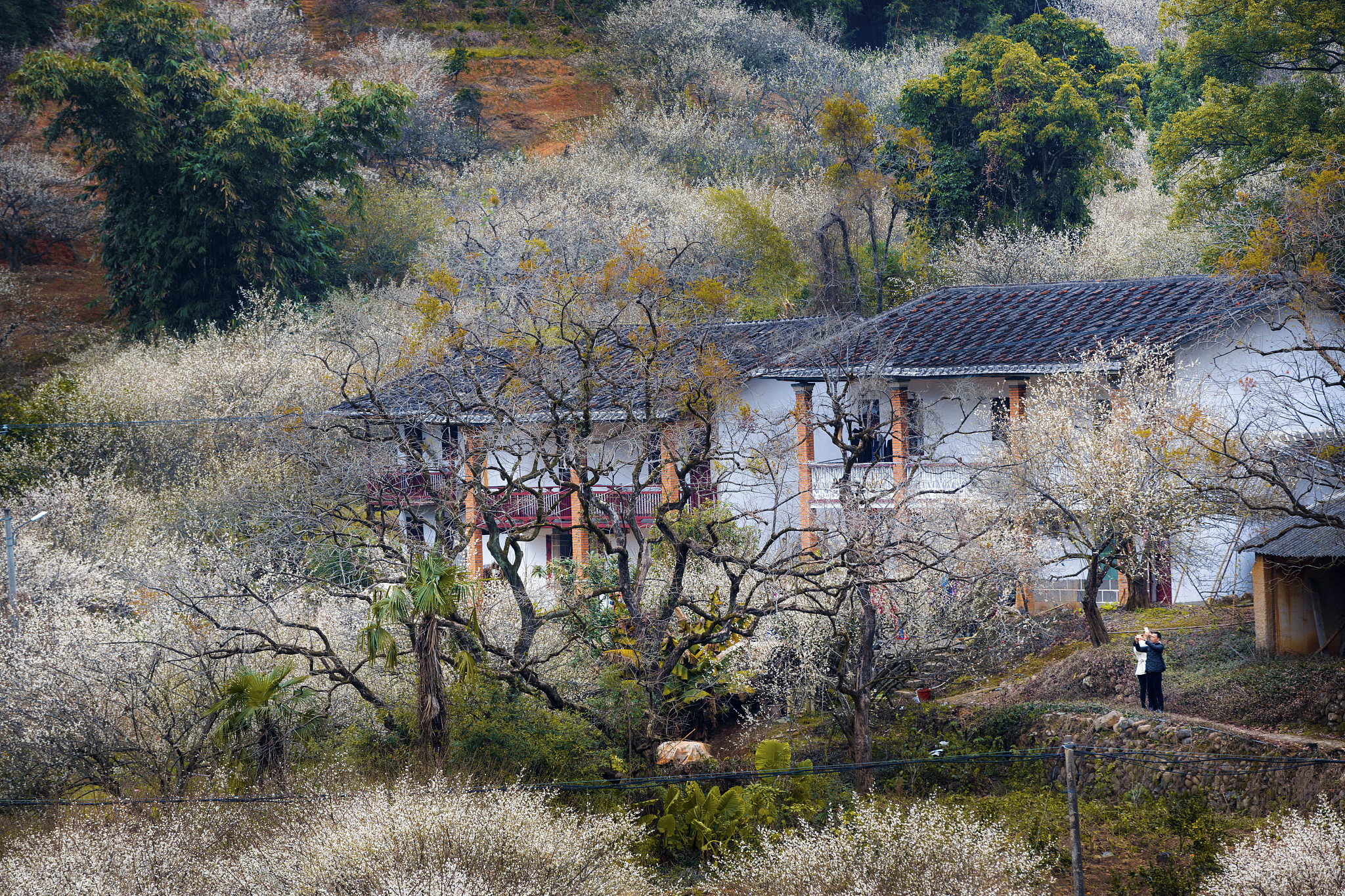 写一段具有乡土情怀的文字