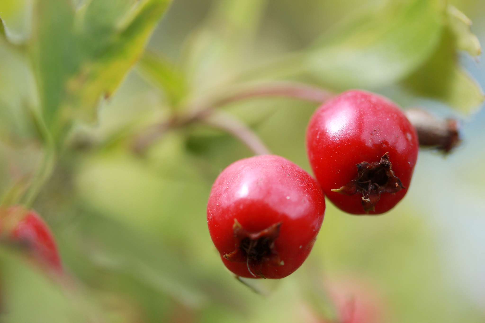 cranberry