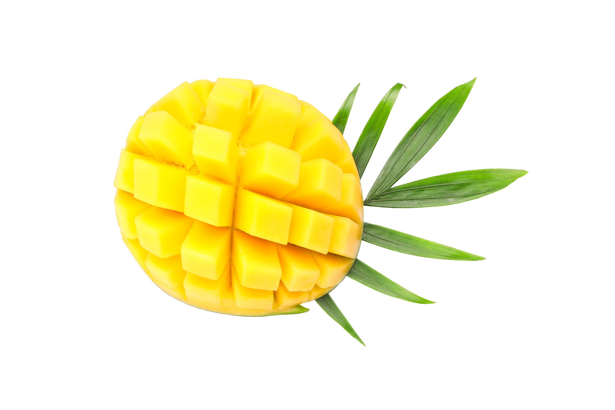 芒果叶可做酒吗怎么做好吃