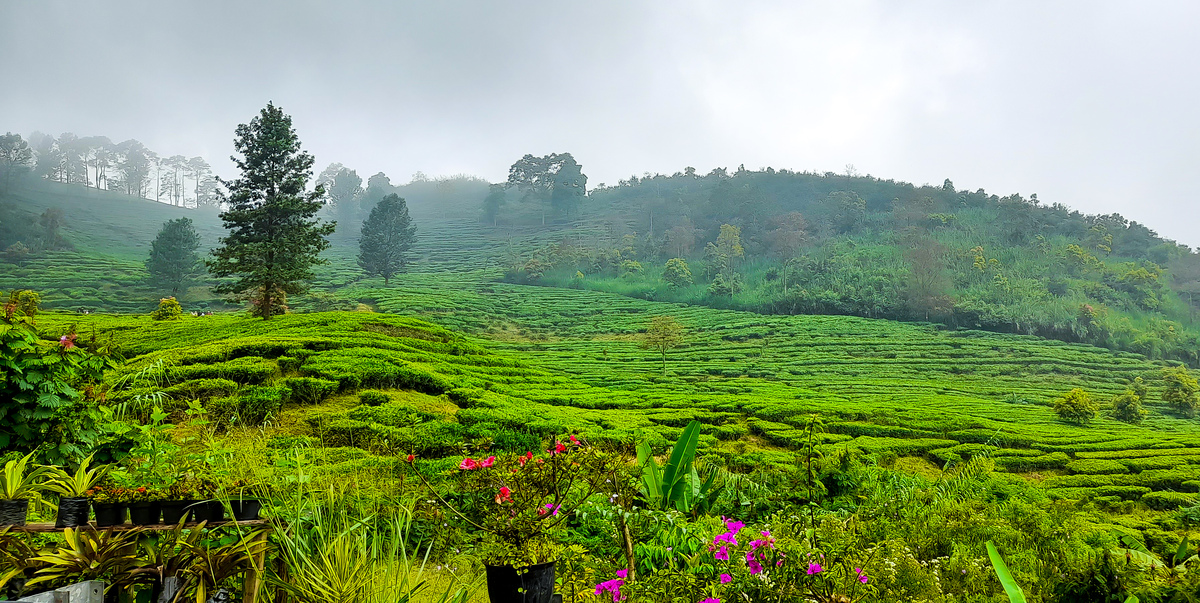 普洱景迈山古茶林申遗进行时！第45届世界遗产大会最新消息