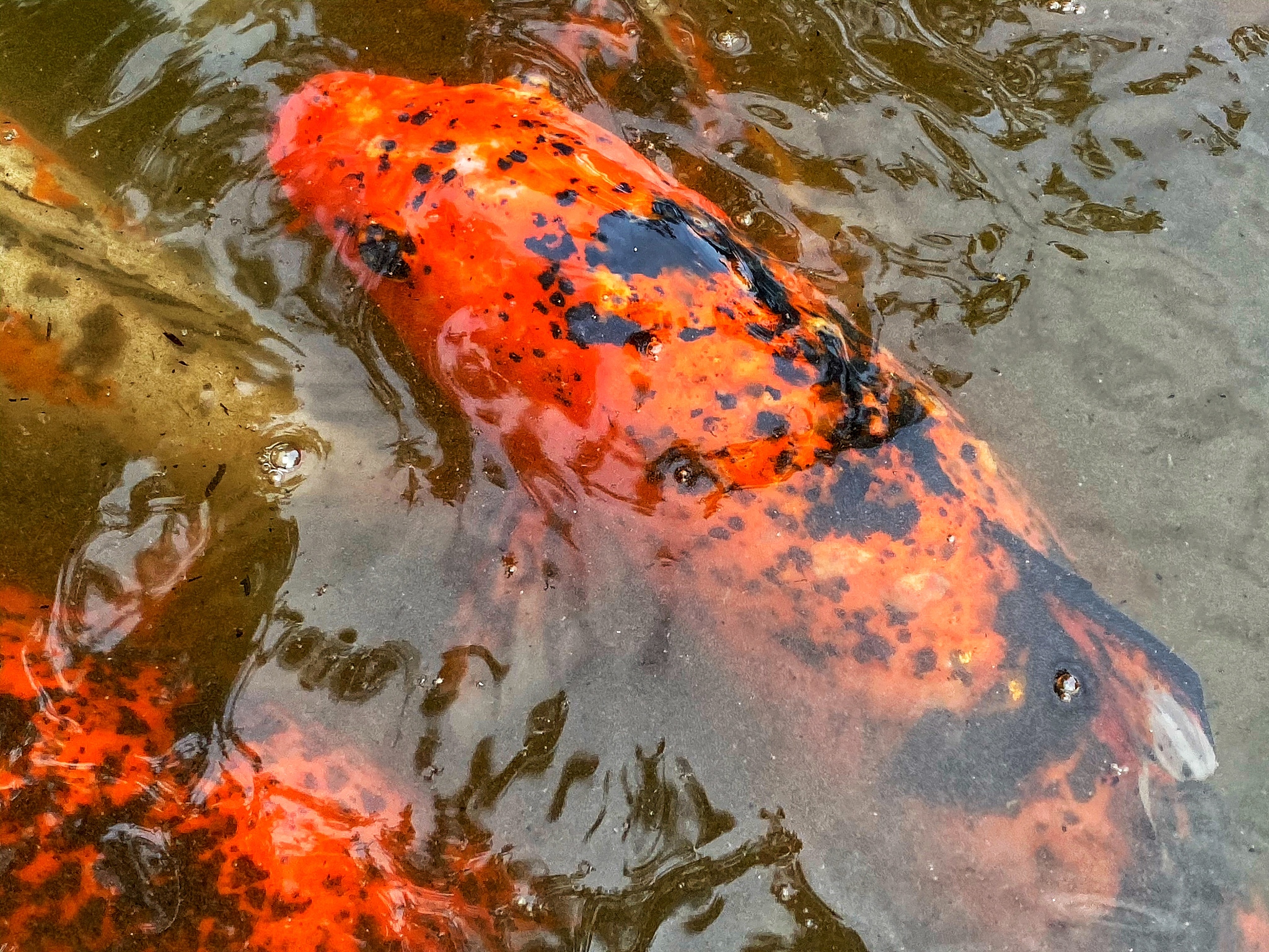 史诗般的生命之旅：解密鲑鱼洄游产卵的艰辛与伟大