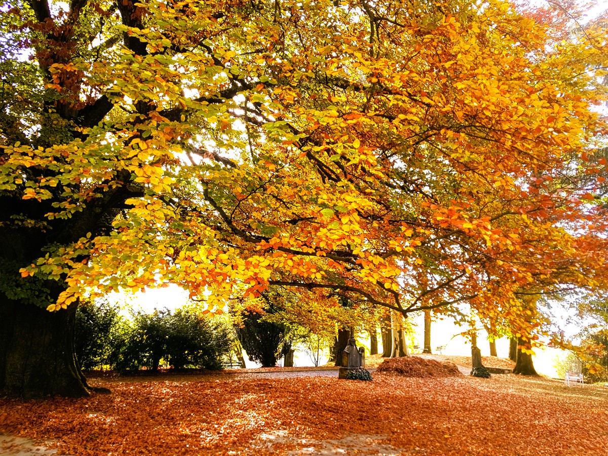 秋日漫步：感受秋天的美好