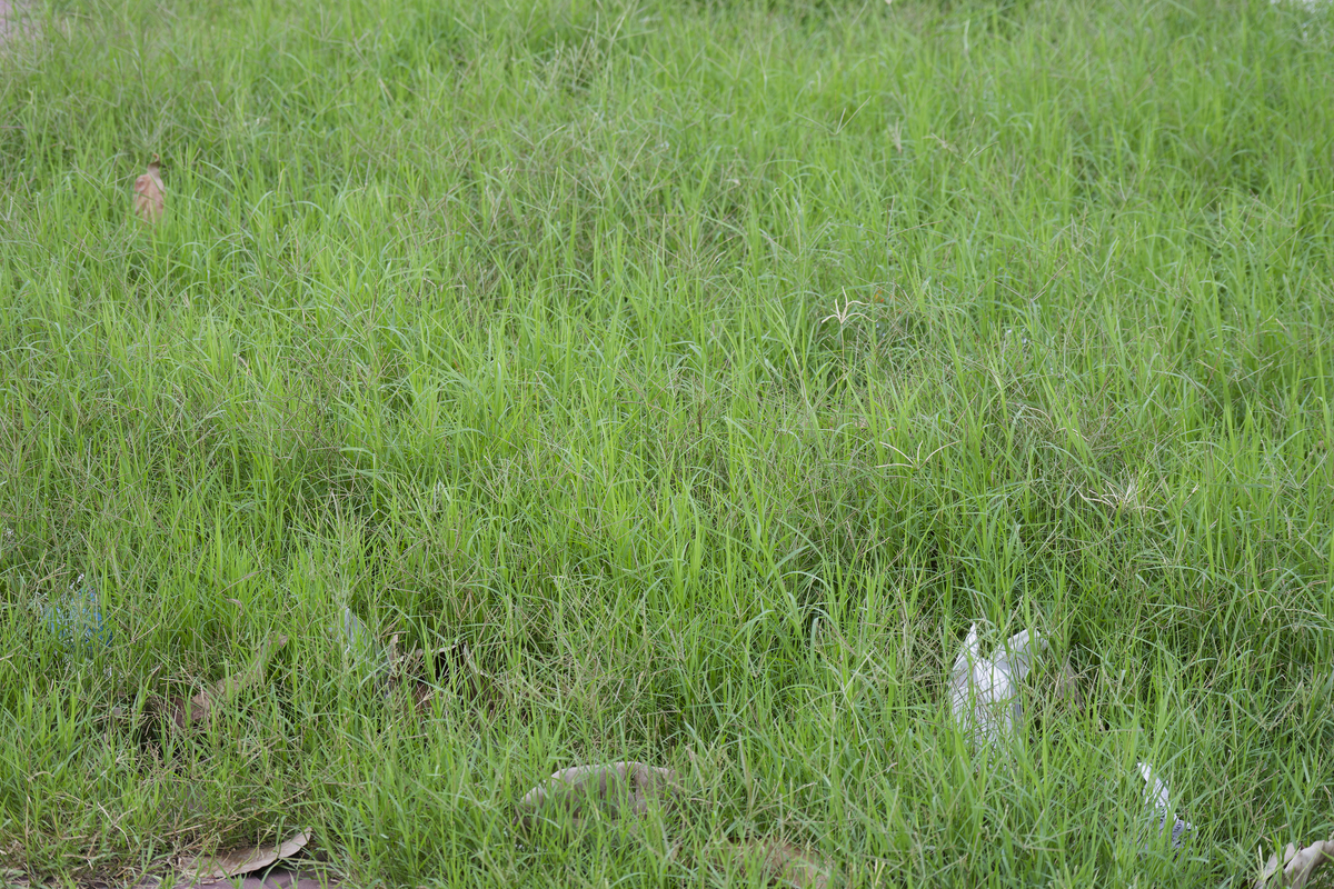除草剂广告语：让你的花园重获生机！