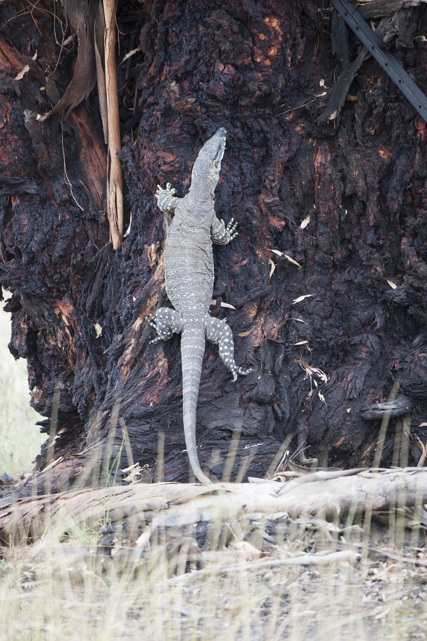 oh no its a dragon