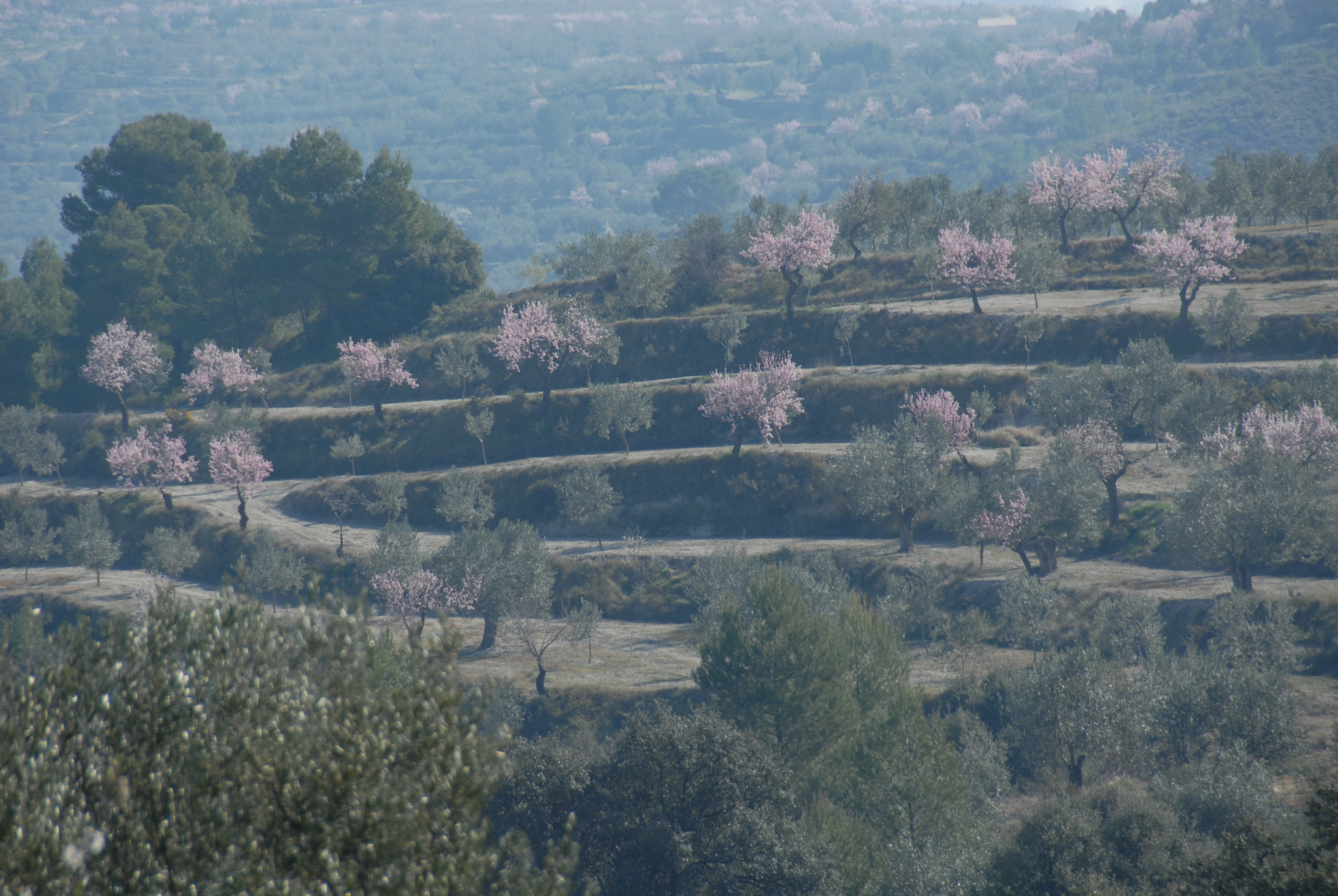mandelblüte in spanien