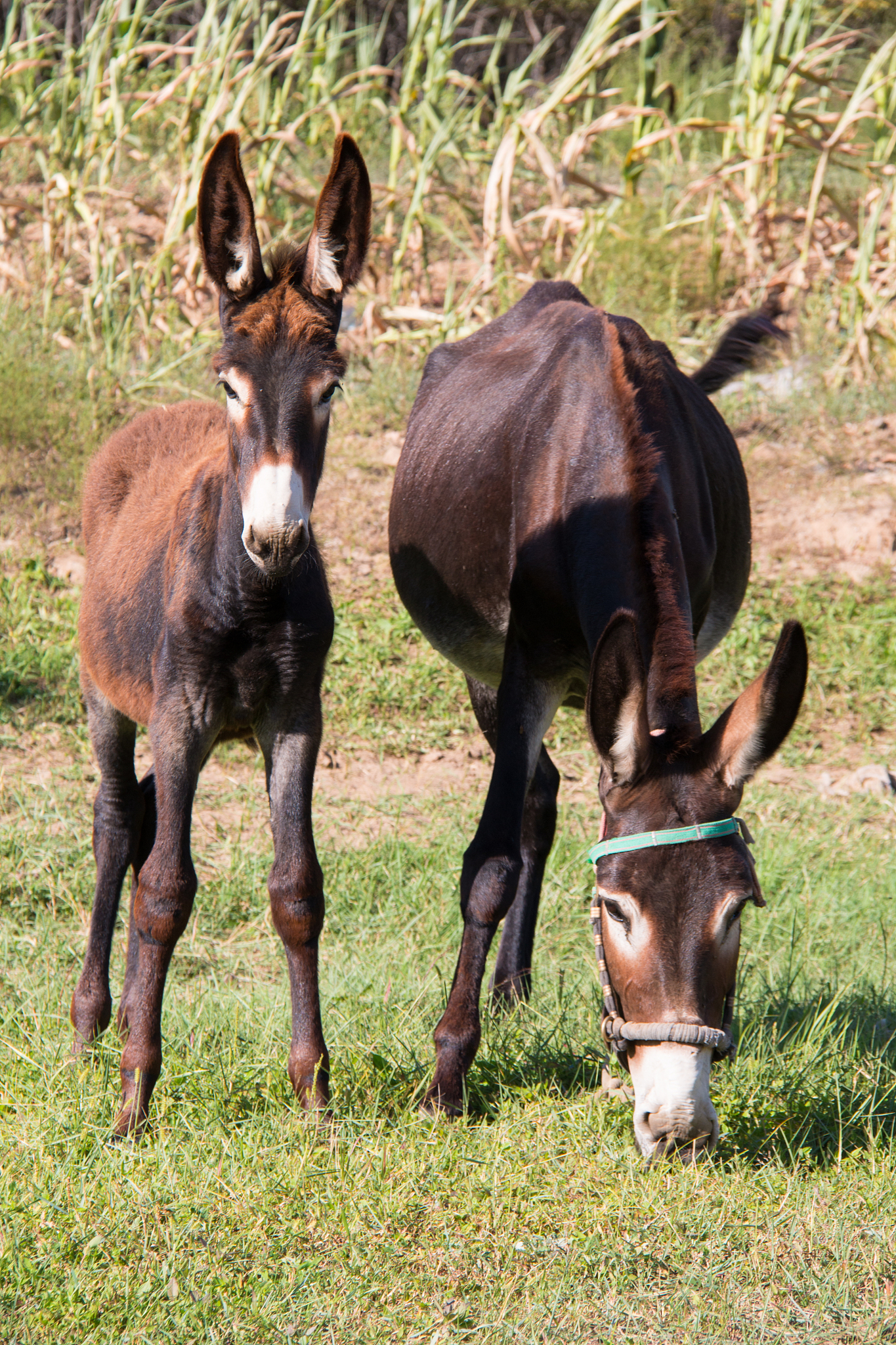 donkey