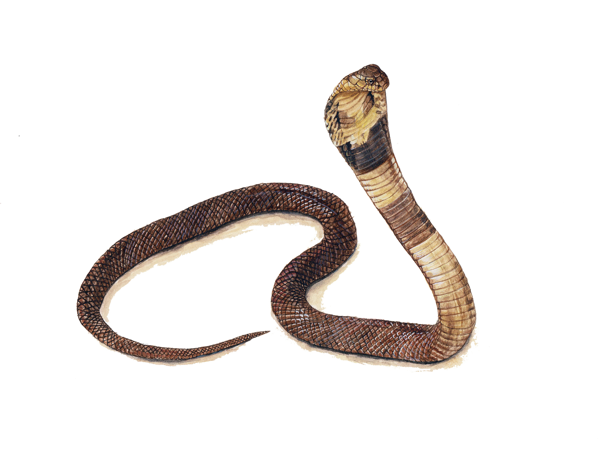 眼镜发明前眼镜蛇叫什么