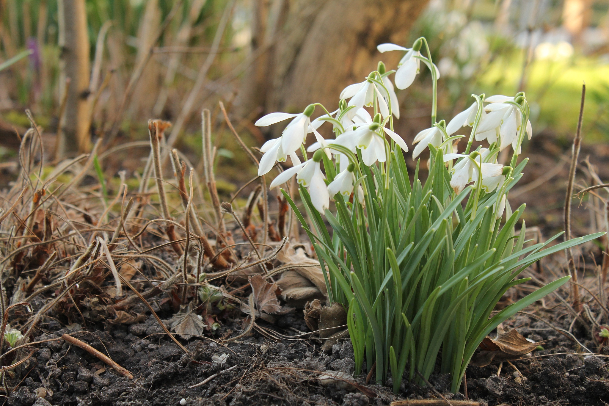 group of white flowering snowdrops