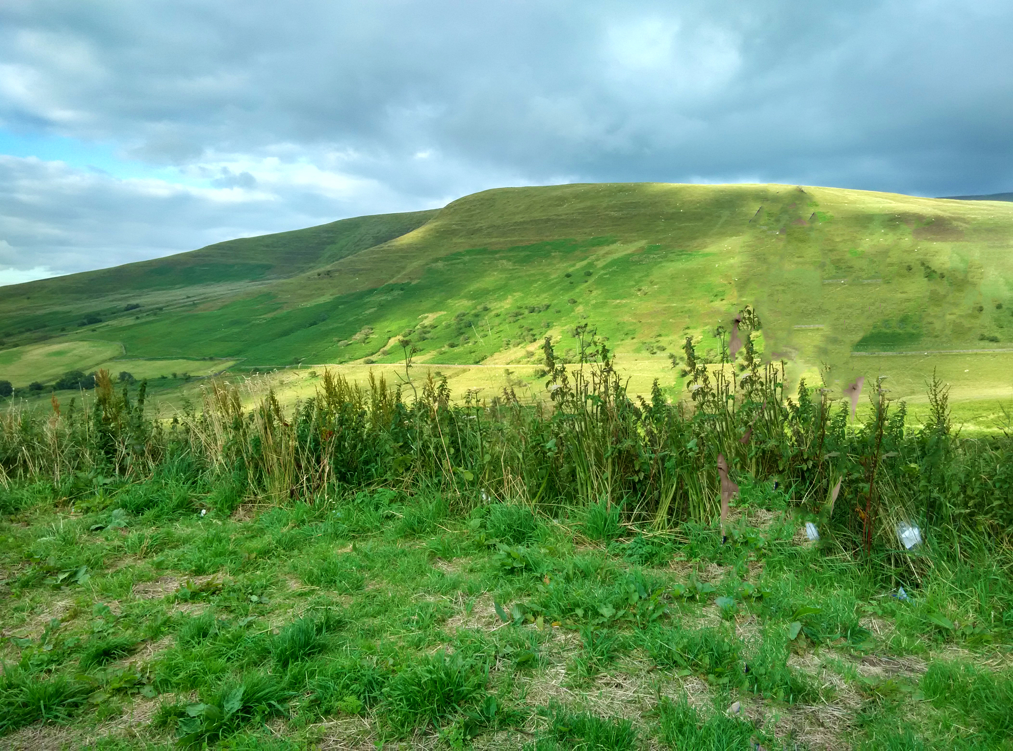 全球植被类型分类：从苔原到海洋植被