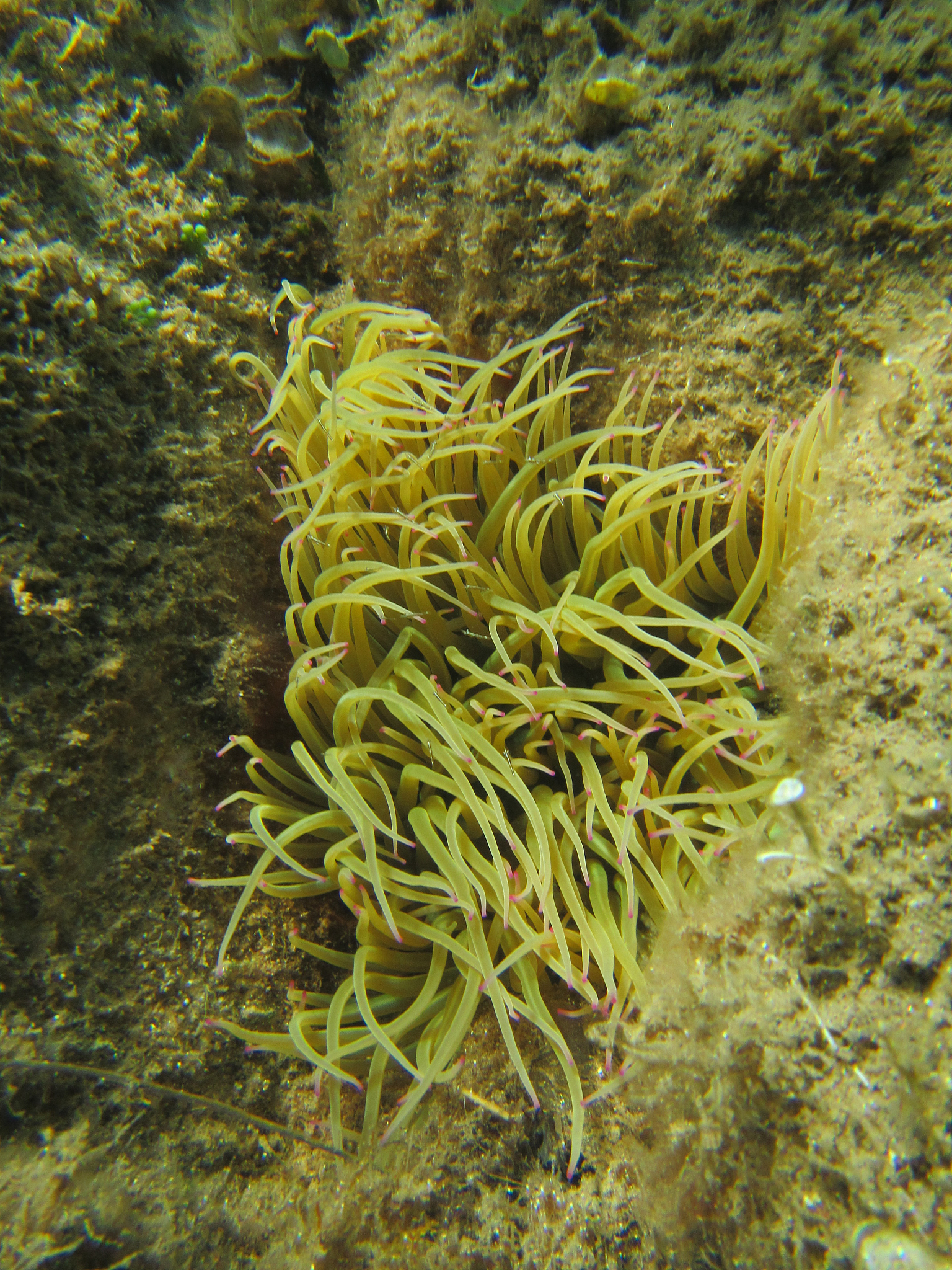 sea anemone
