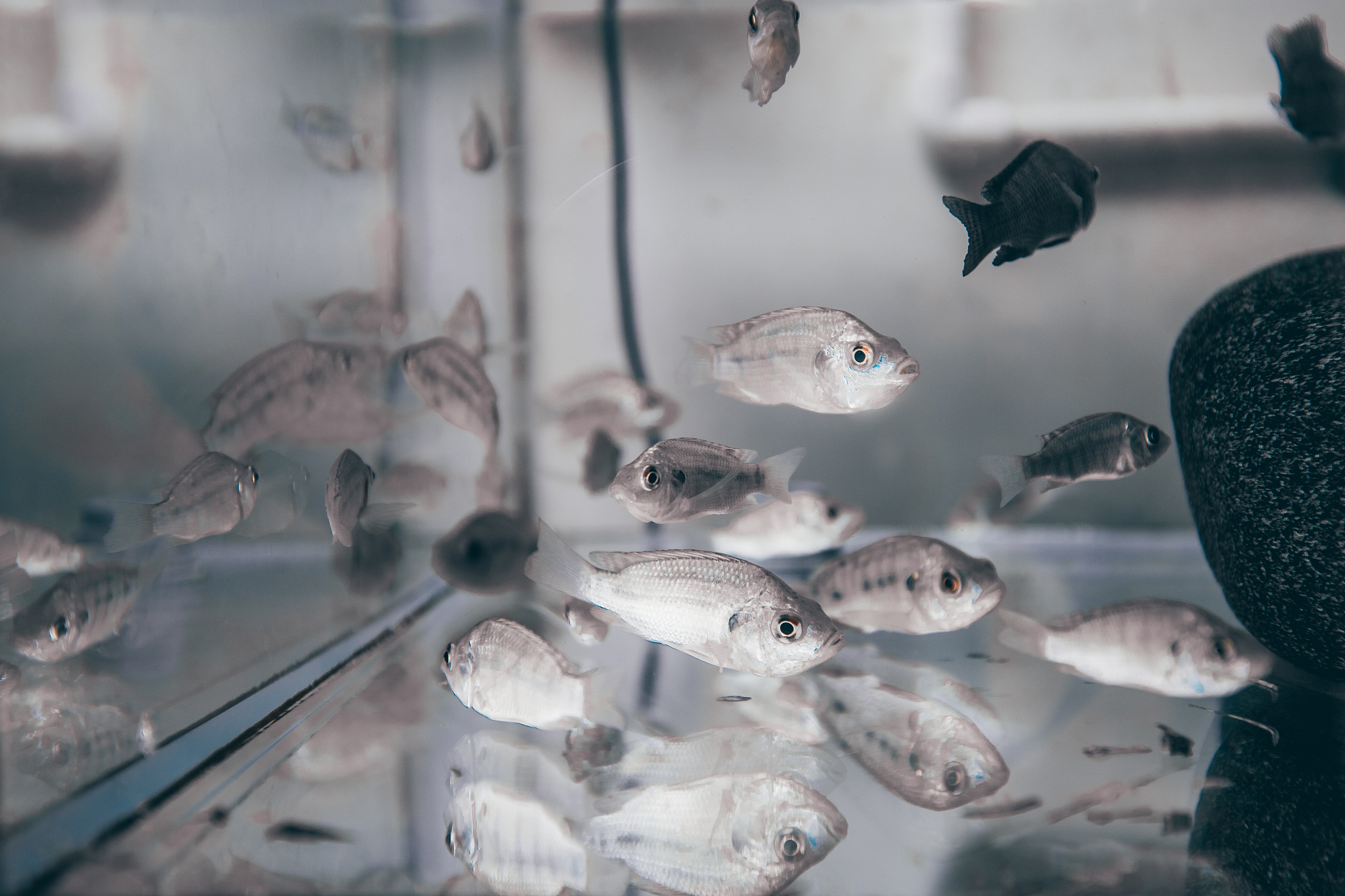 孔雀鱼养殖方法：新手入门指南