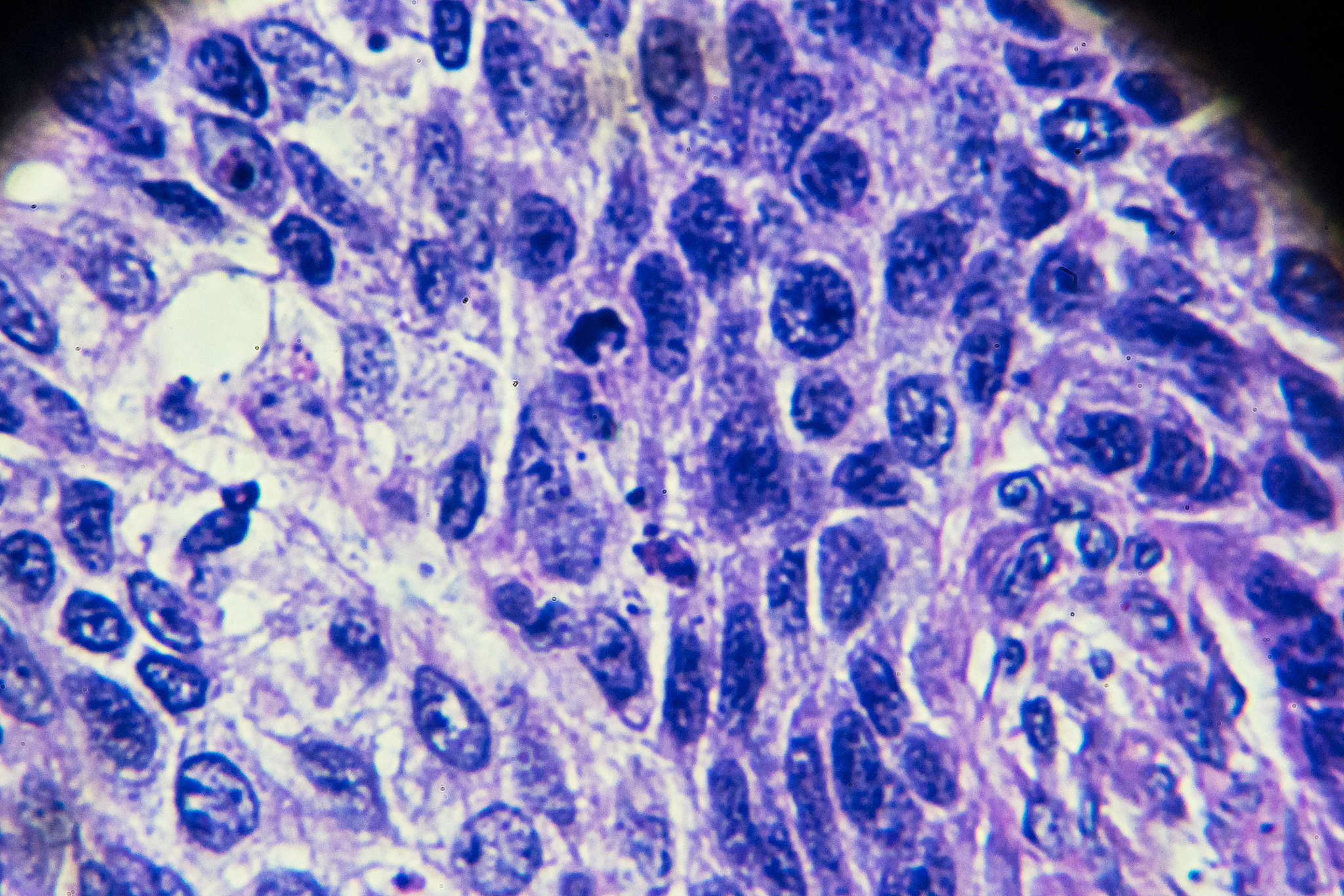口腔医学技术专科课程有哪些？