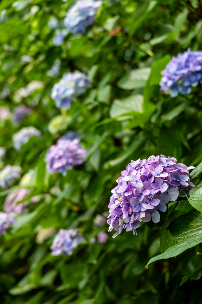 像瀑布一样垂下来的花有哪些？都生长在什么地方1500字