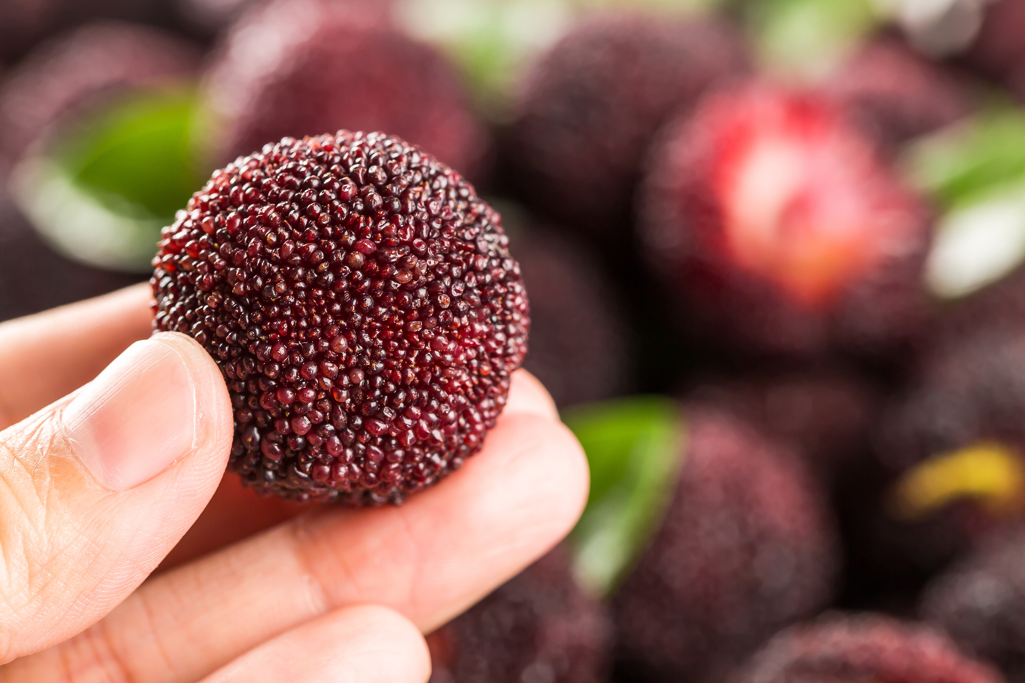 东魁杨梅的销售思路