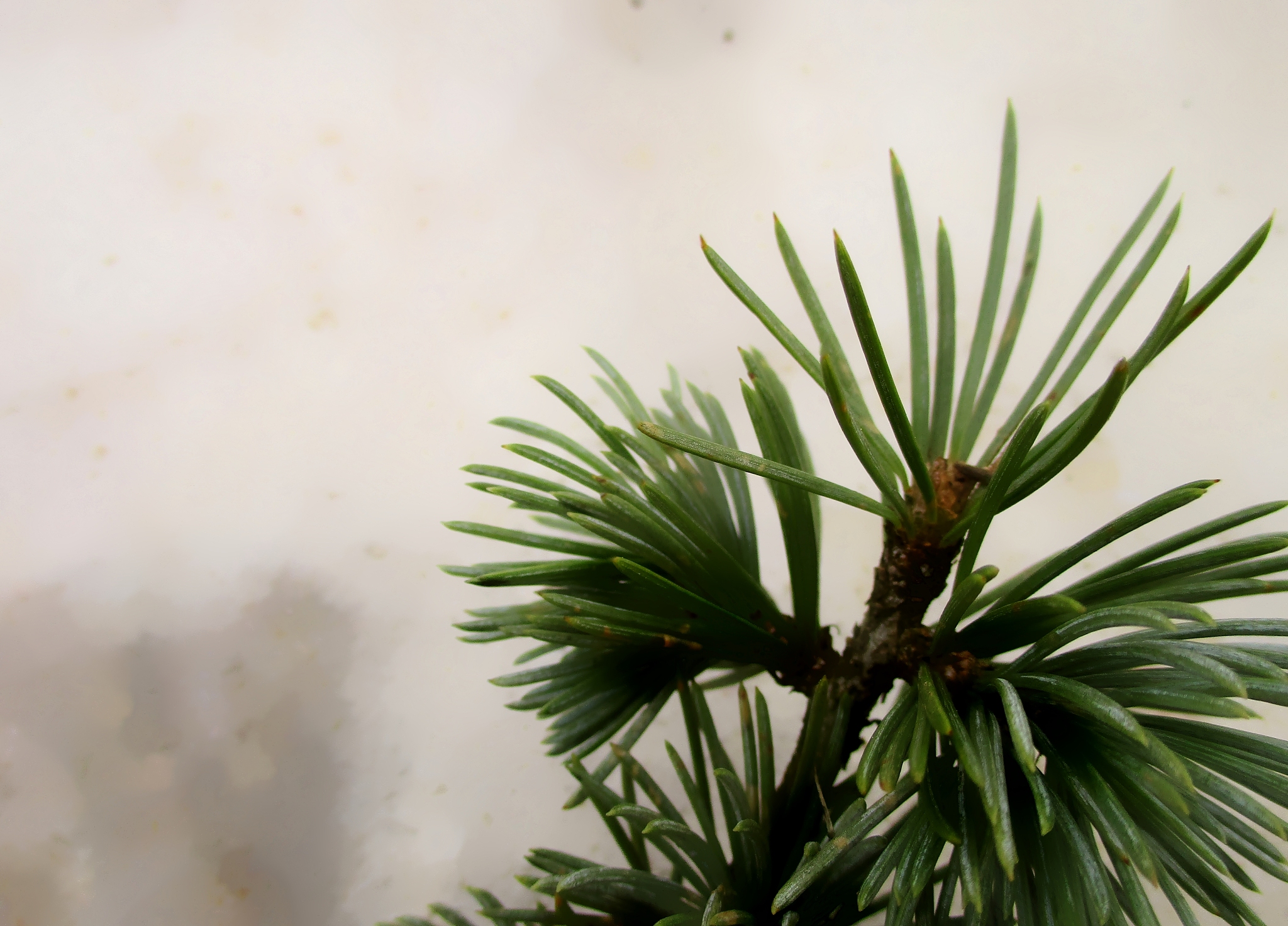 cedar branch