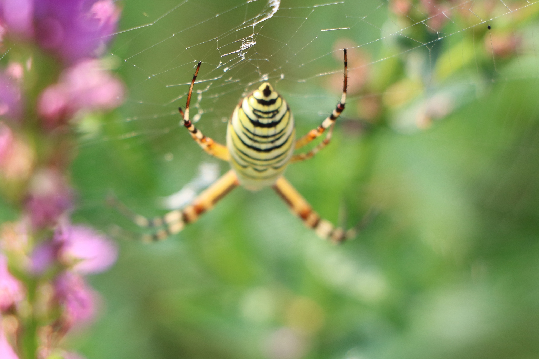 broadleaf liriope background insect spider