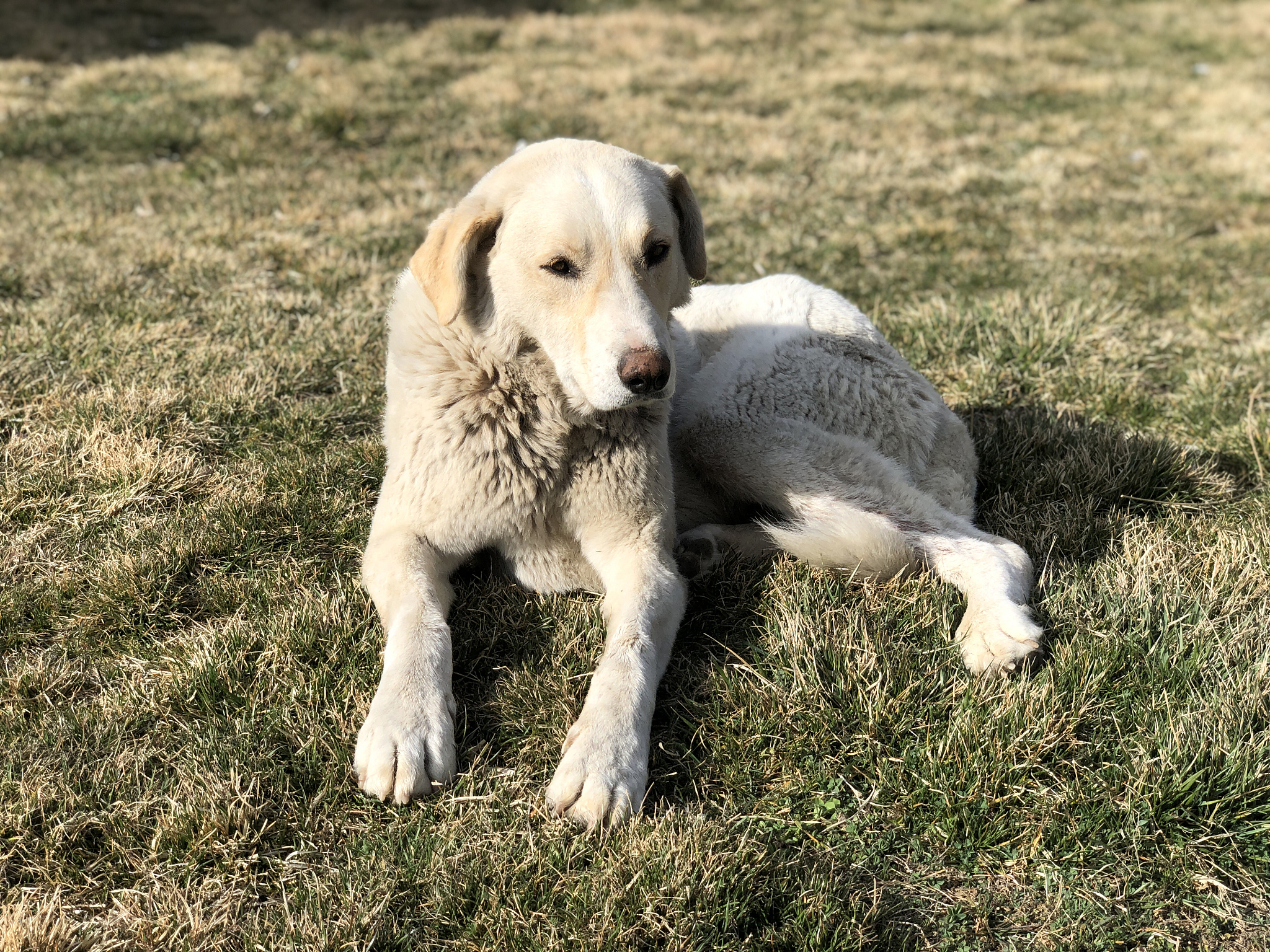 宠物犬领地习性：防卫和睡眠 | 行为解读