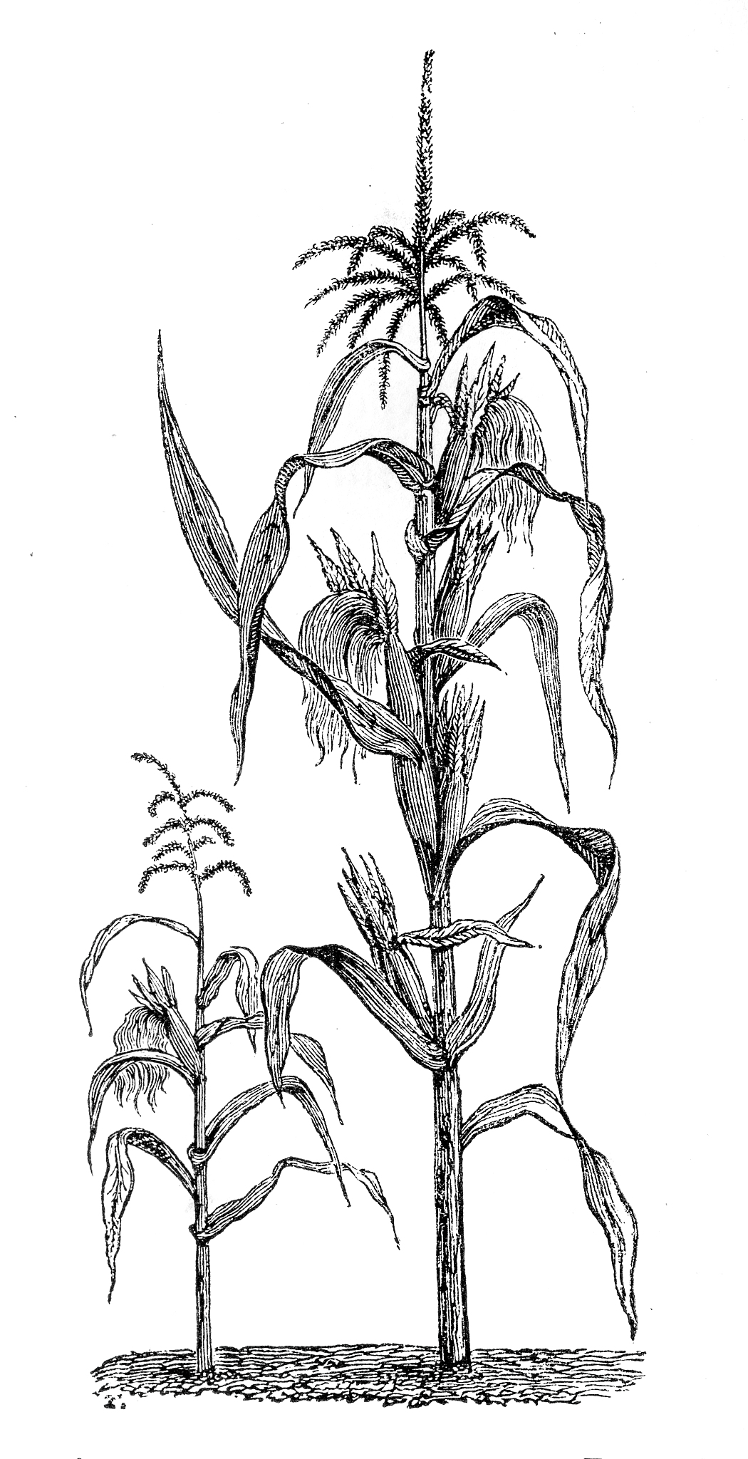 Compared to the traditional maize hybrid ZhengDan 958 the modern hybrid XianYu 335 exhibits enhanced yield potential with the highest grain yield recorded at 149 Mg ha-1 when cultivated at a density o