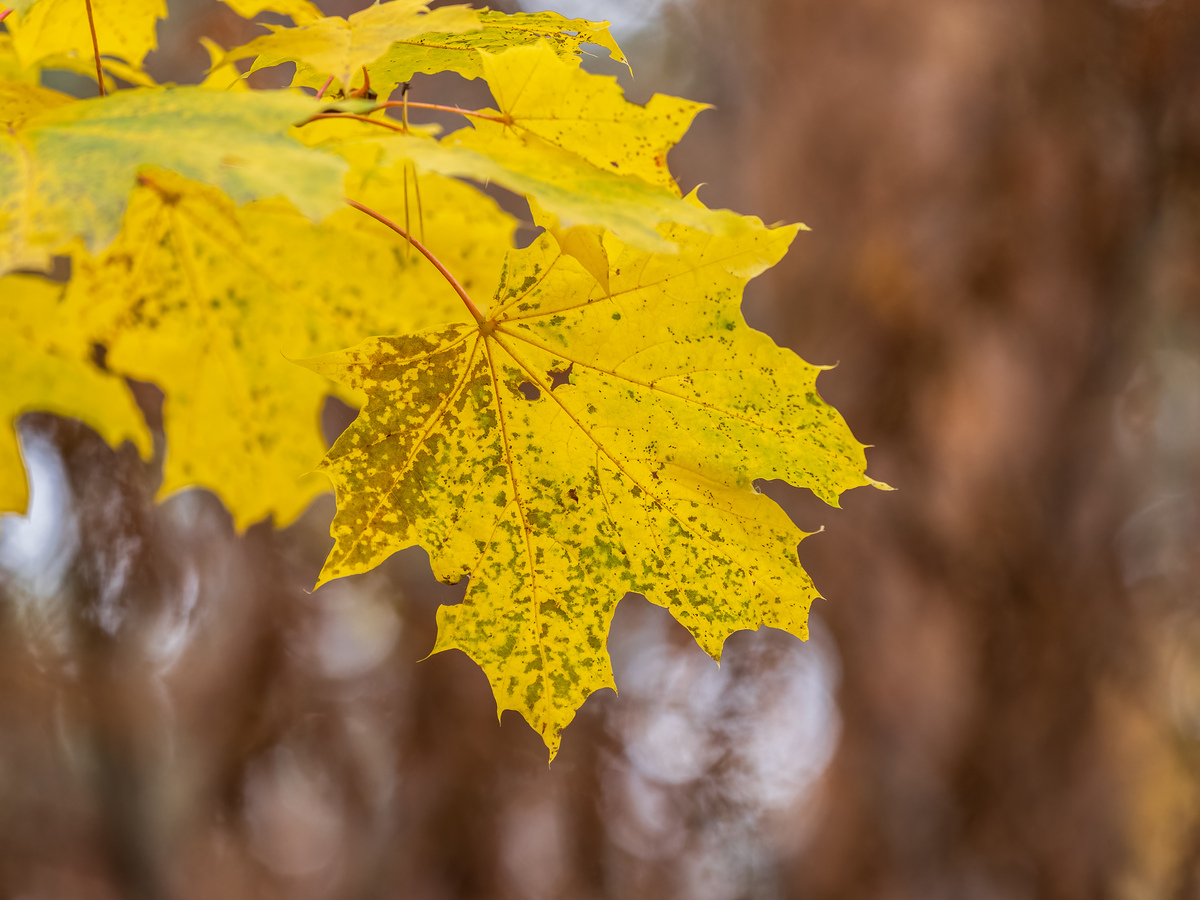 秋雨的魔法：银杏、枫叶、葡萄，大自然的五彩画卷