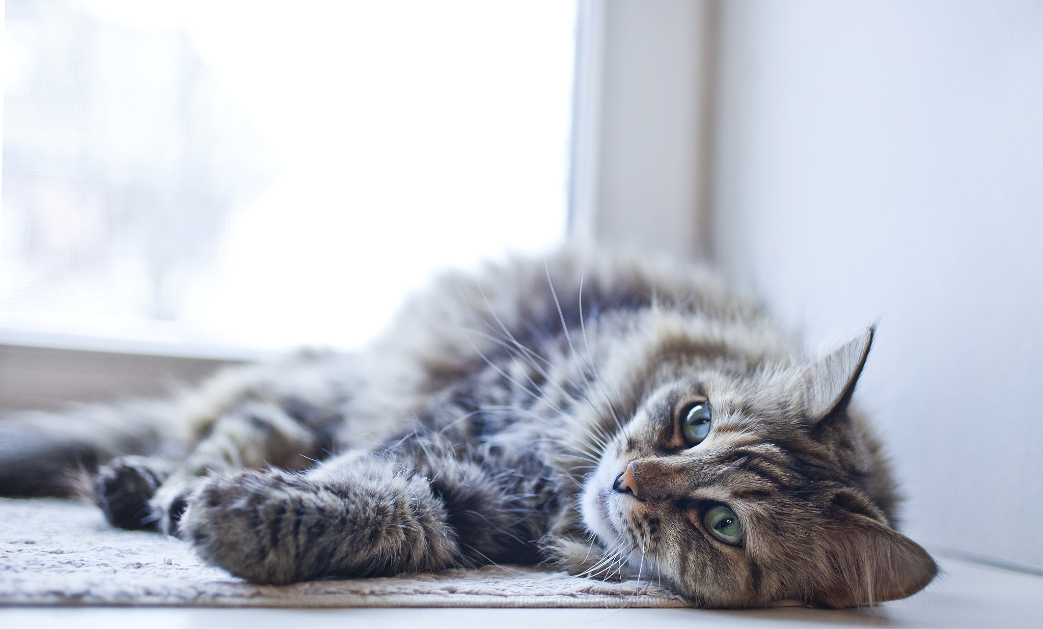 the grey cat