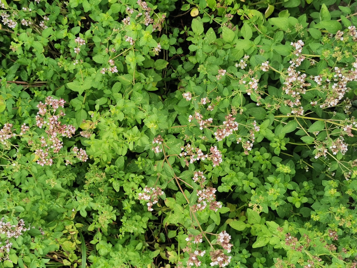 紫花苜蓿耐铝毒机制研究：截形苜蓿MtSTAR1和MtALS3的解毒作用